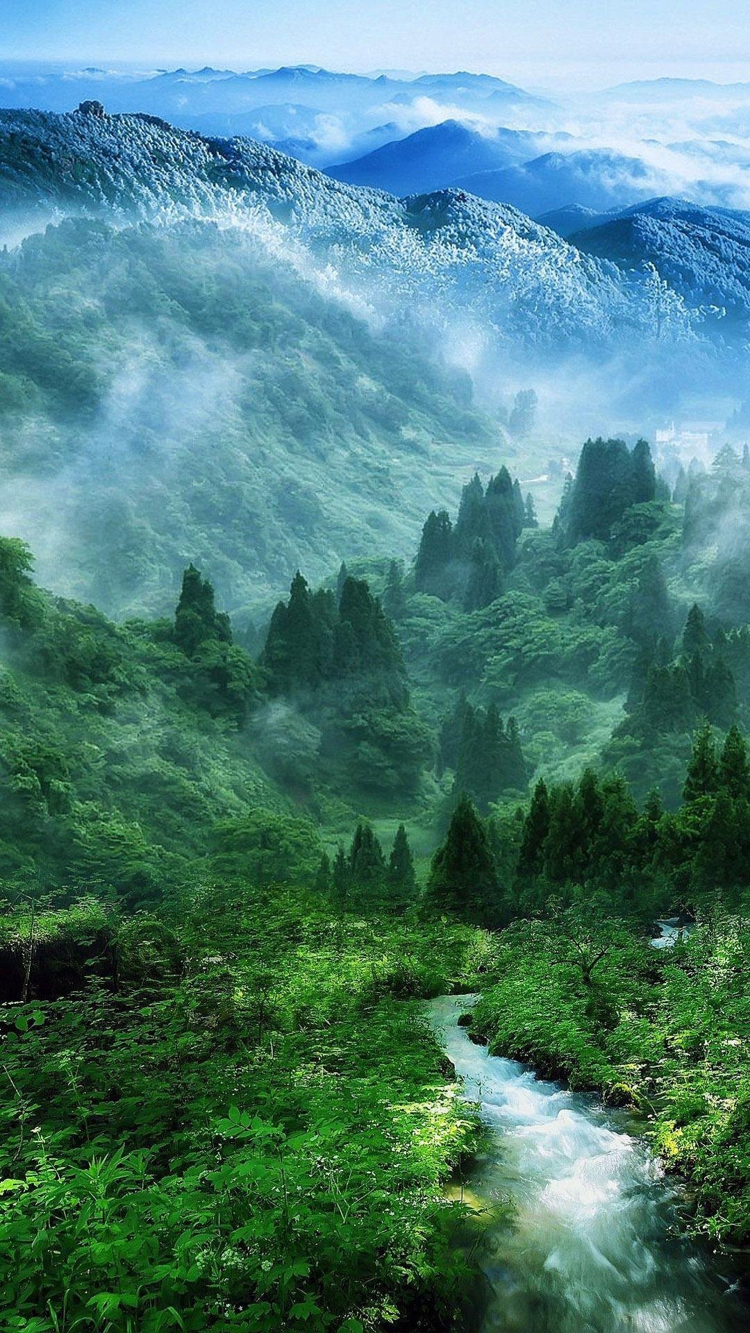 Forest Nature Wallpaper Download
