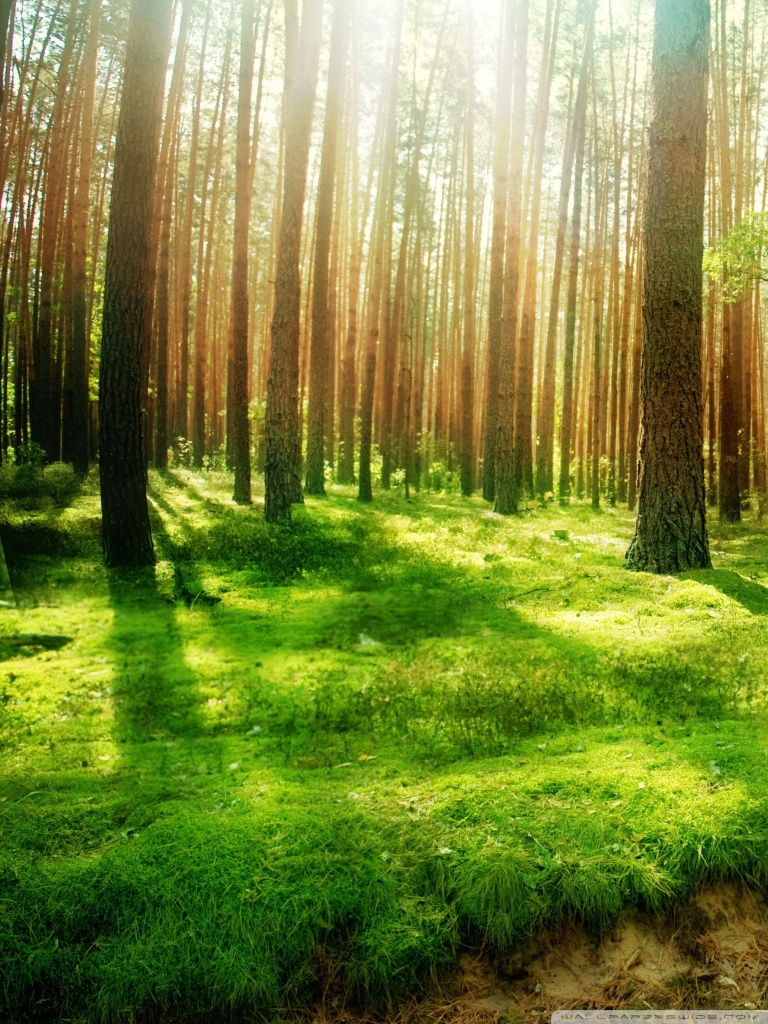 Beautiful Forest Scenery Ultra HD Desktop Background Wallpaper for 4K UHD TV, Widescreen & UltraWide Desktop & Laptop, Multi Display, Dual Monitor, Tablet