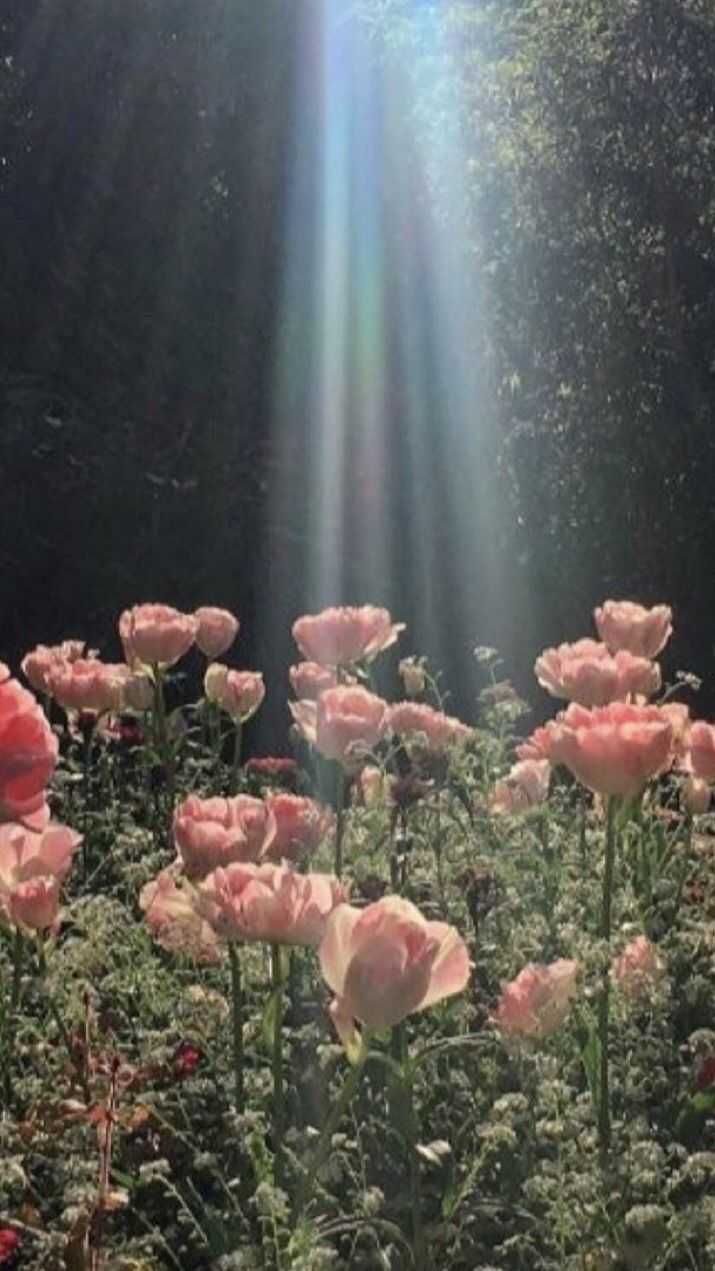 Cottagecore Wallpaper Discover more cottagecore aesthetic, iPhone, laptop, Lock Screen wallpaper.. Cottagecore wallpaper, Nature room, Wallpaper