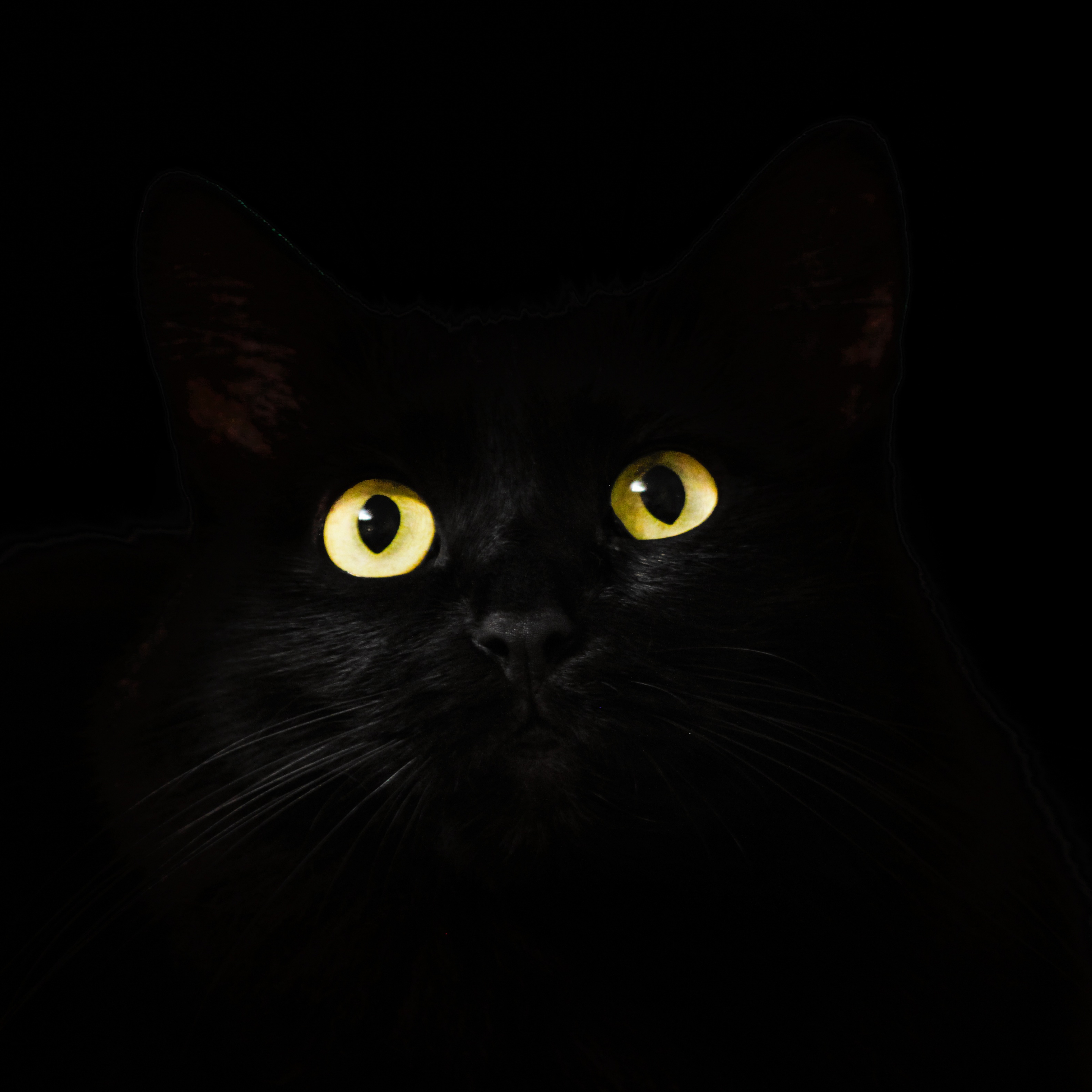 Download wallpaper 2932x2932 black cat, muzzle, animal, yellow eyes, ipad pro retina, 2932x2932 HD background, 922