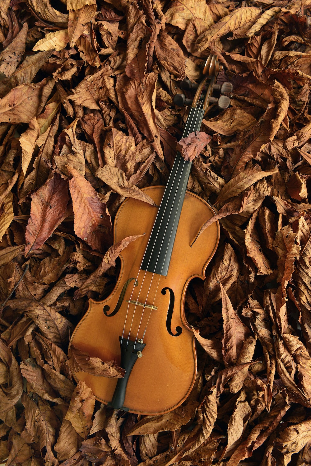 Brown violin on brown dried leaves photo