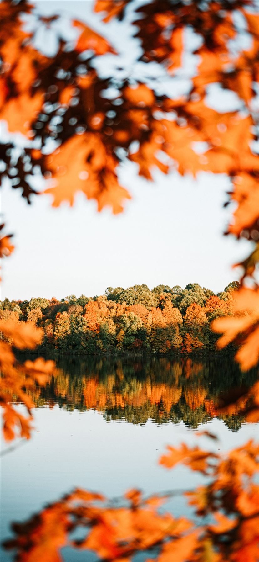 trees beside calm body ofwater #leaf #tree #nature #fall #sky #iPhone11Wallpaper. Fall wallpaper, Cute fall wallpaper, Fall background