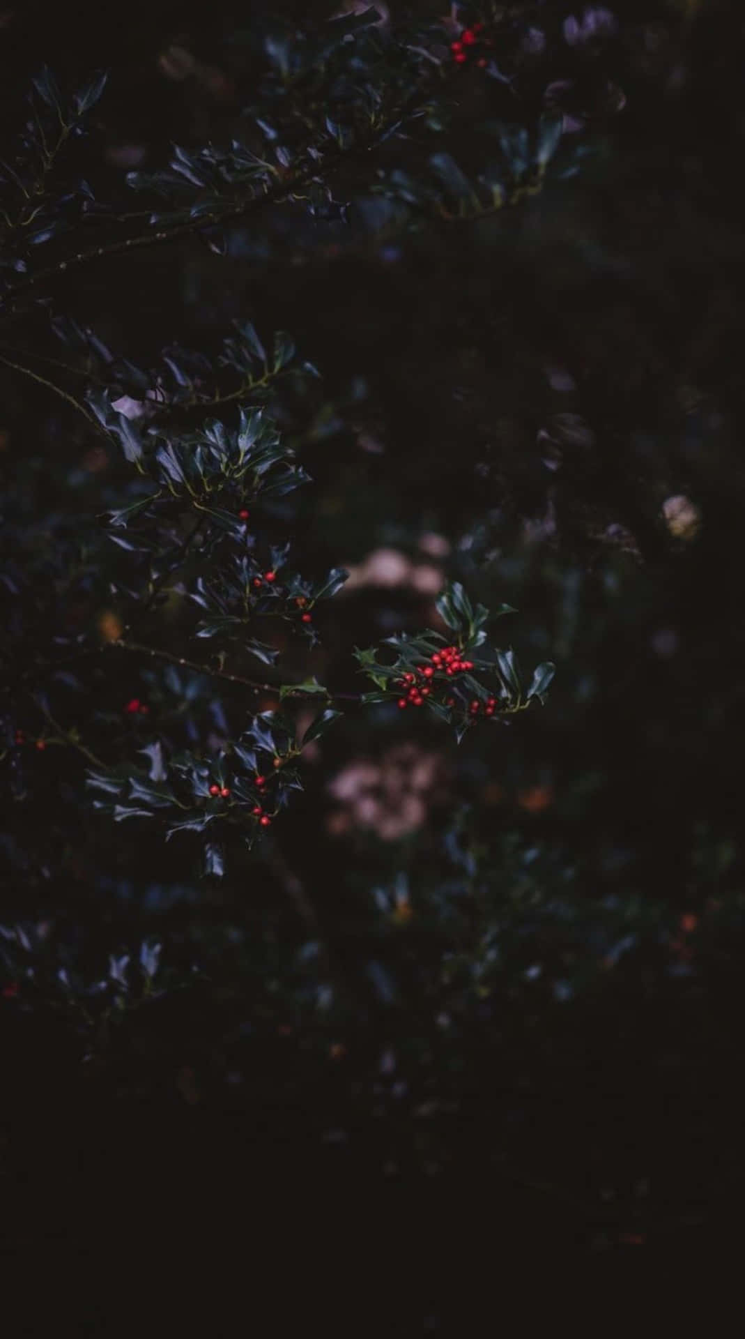 Download Image A Dark Autumn Scene with Foliage and a Path Wallpaper