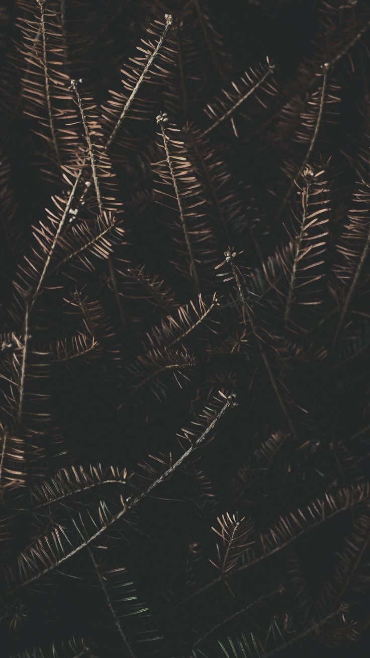Download Dried Pine Leaves For Dark Autumn Wallpaper