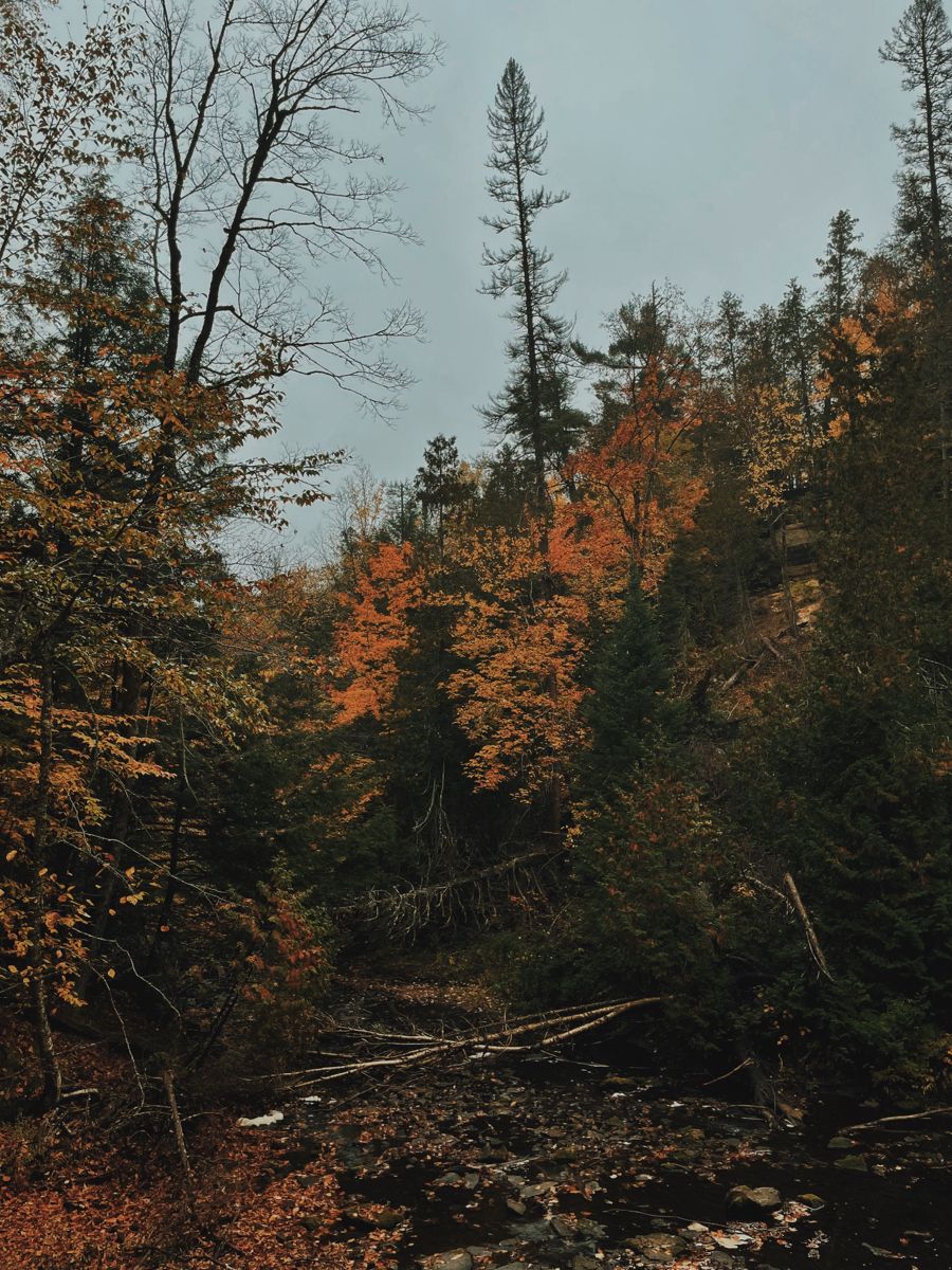 fall pics aesthetic fall hiking dark fall aesthetic outdoors woods dark academia autumn picture vsco fall. Dark forest aesthetic, Fall picture, Autumn forest