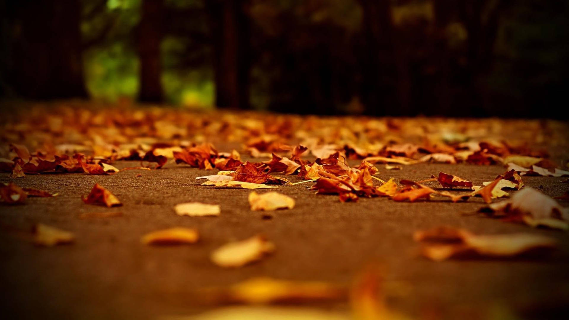 Download Fall Aesthetic Dried Foliage Wallpaper