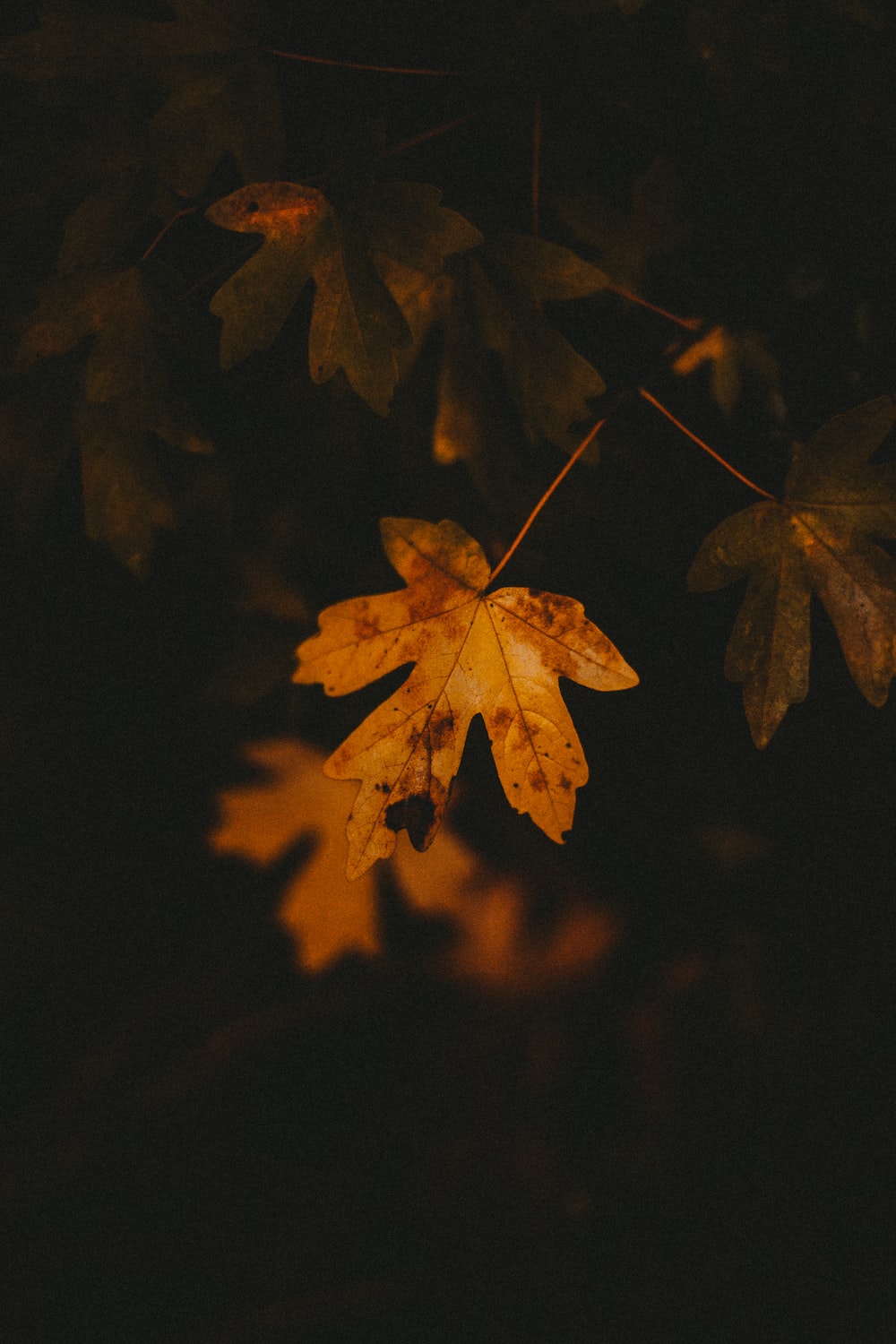 Brown maple leaf in dark room photo