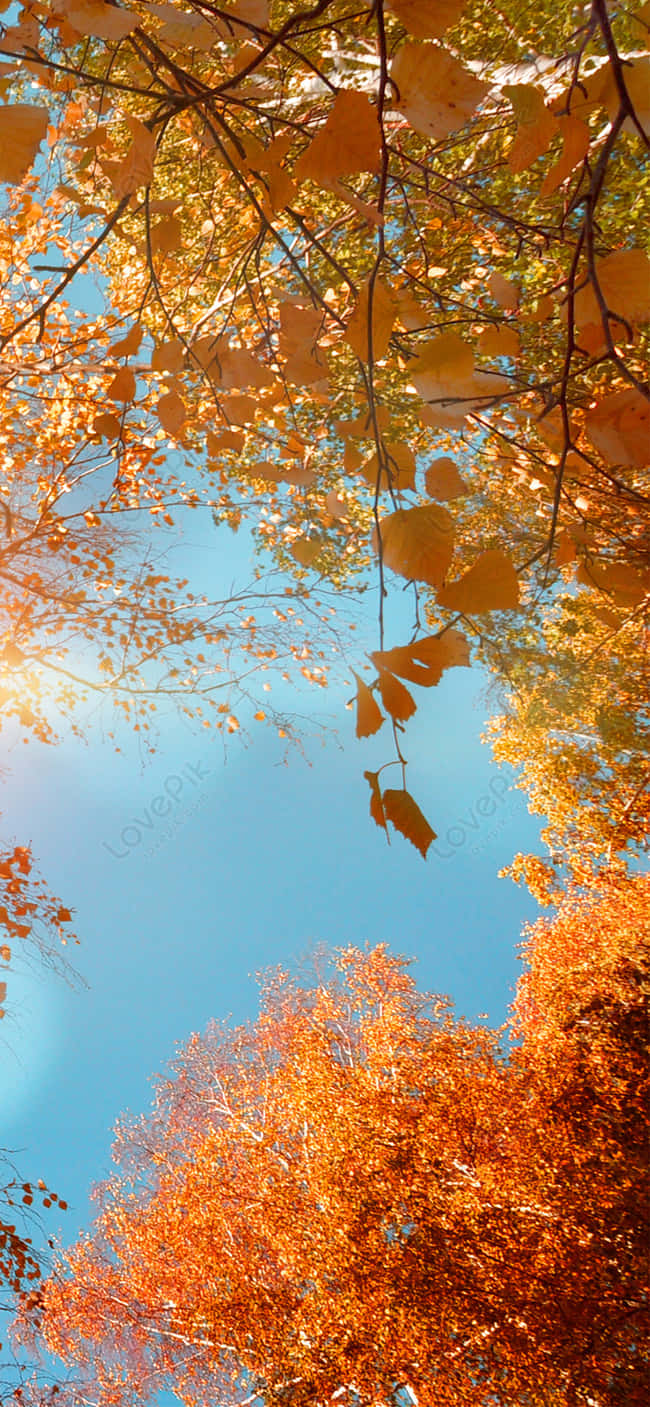 Download A Tree With Leaves Wallpaper