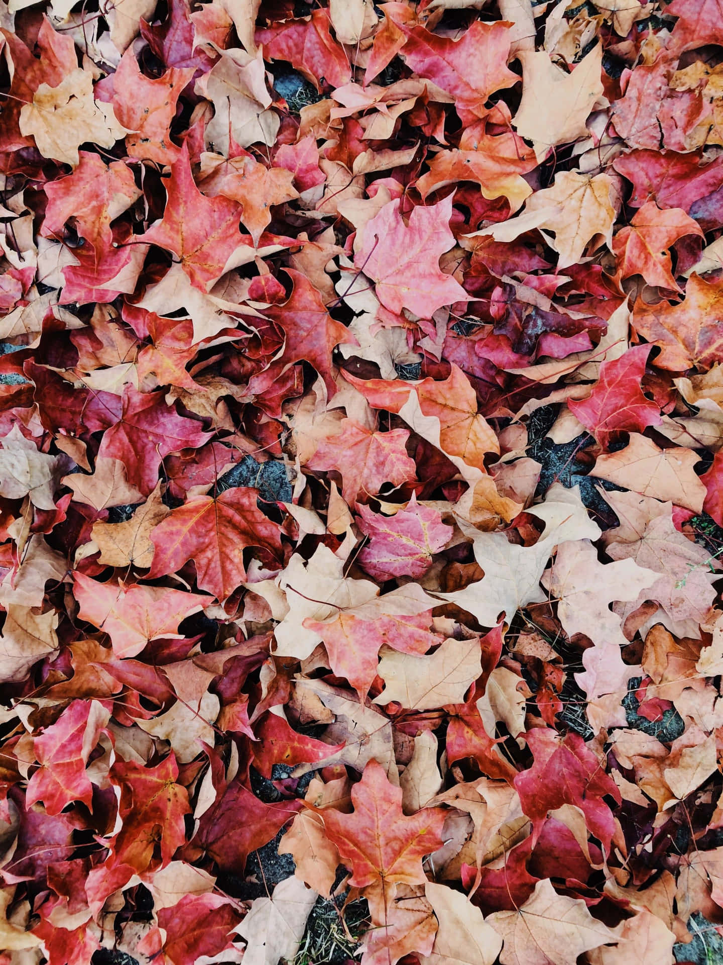 Download Splashes of pink punctuate this scenic fall landscape. Wallpaper