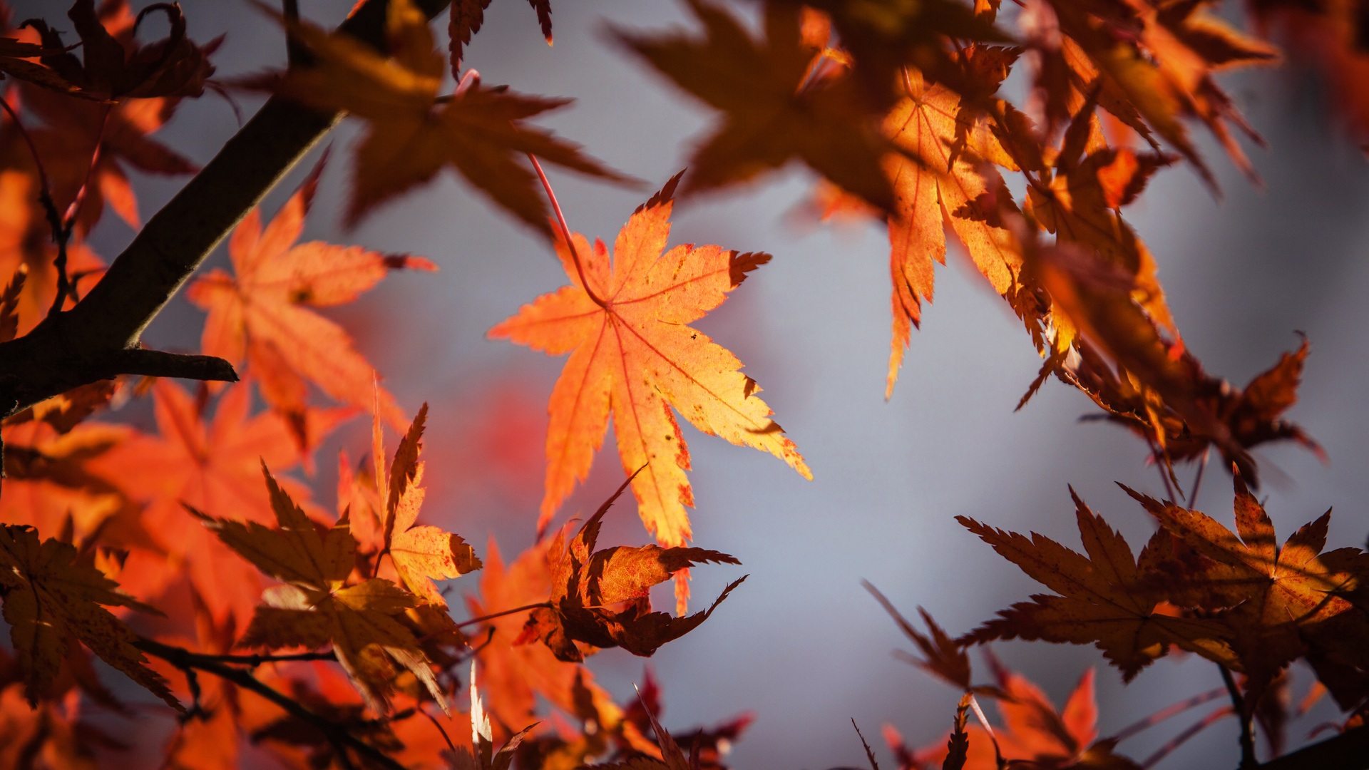 Autumn Leaves 4k 5k Laptop Full HD 1080P HD 4k Wallpaper, Image, Background, Photo and Picture