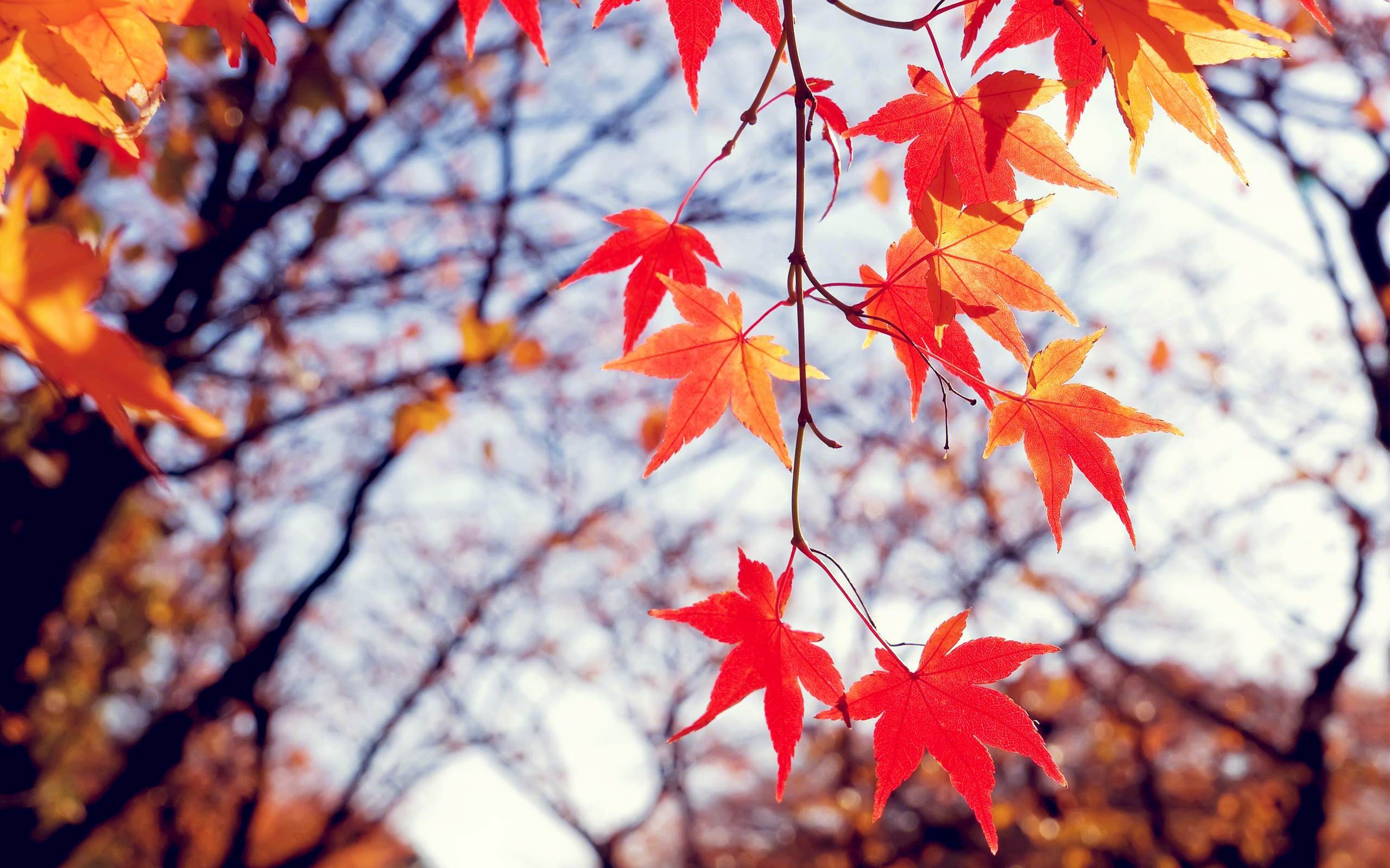 Red Autumn Leaves Scenery HD Wallpaper
