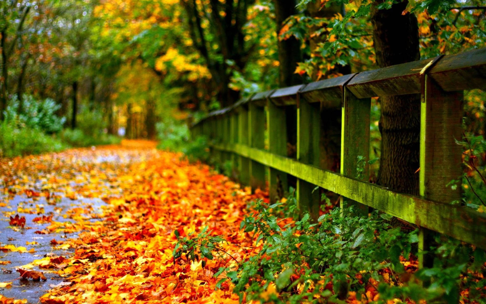 Download Autumn Leaves Full Screen HD Desktop Wallpaper