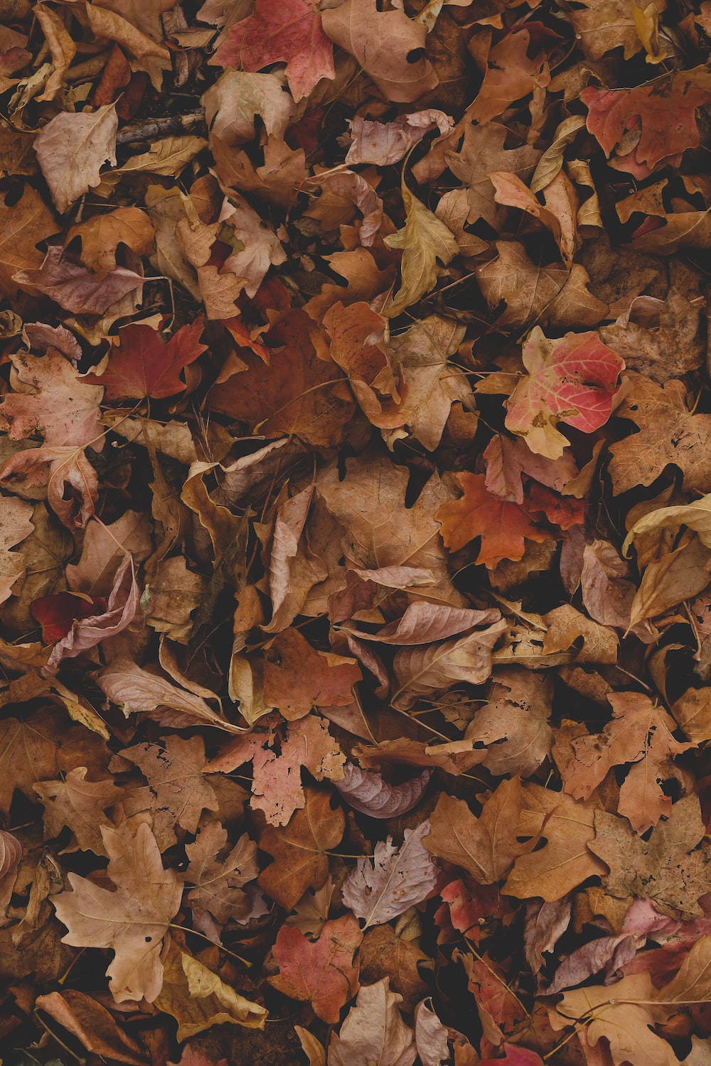Fall Leaves Picture [HQ]. Download Free Image