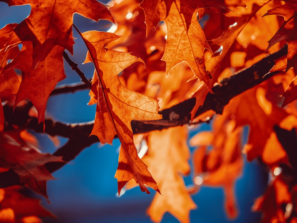 Autumn leaves Wallpaper 4K, Orange Leaf, Sunlight, Closeup