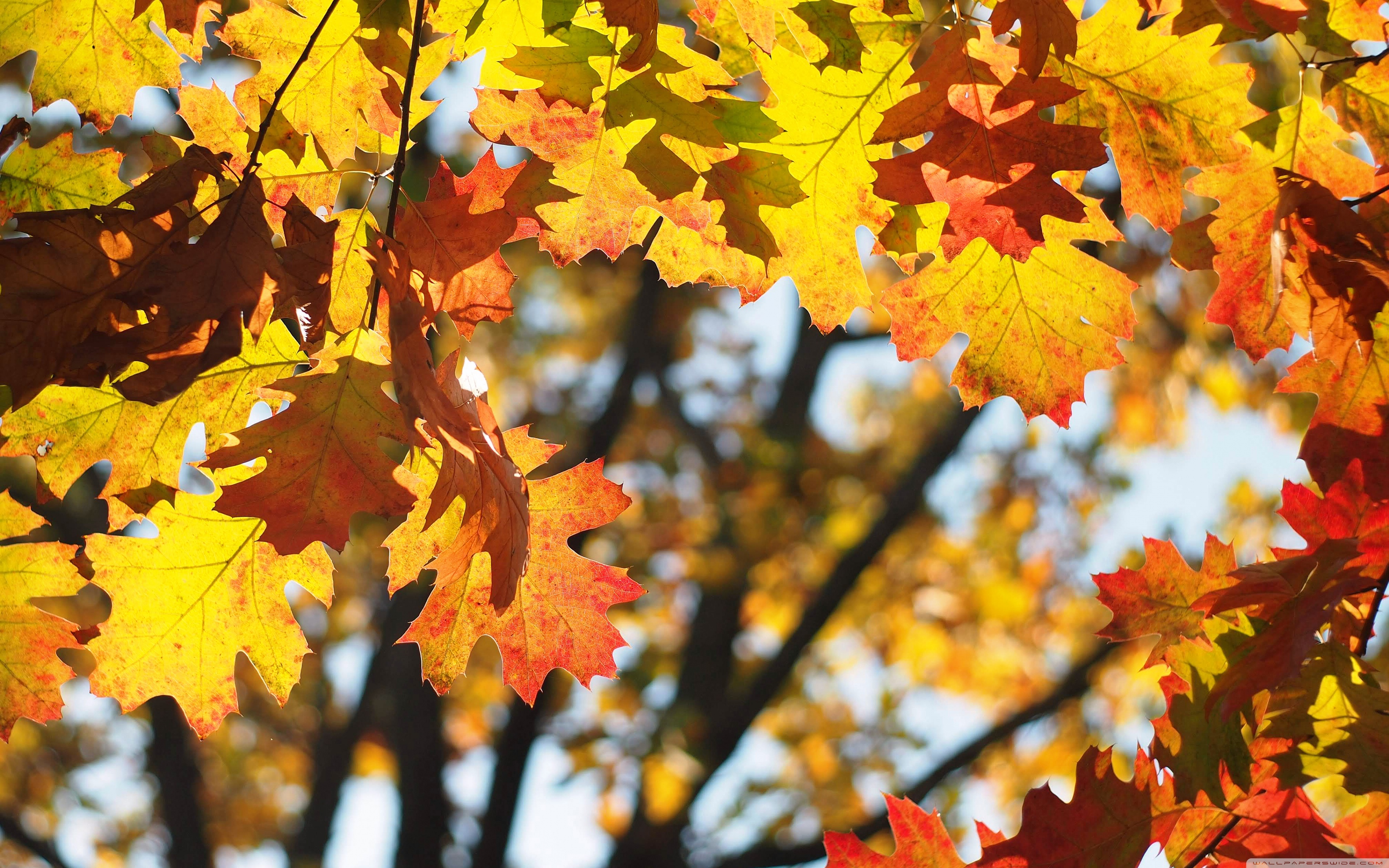 Welcome Autumn Ultra HD Desktop Background Wallpaper for 4K UHD TV, Widescreen & UltraWide Desktop & Laptop, Tablet