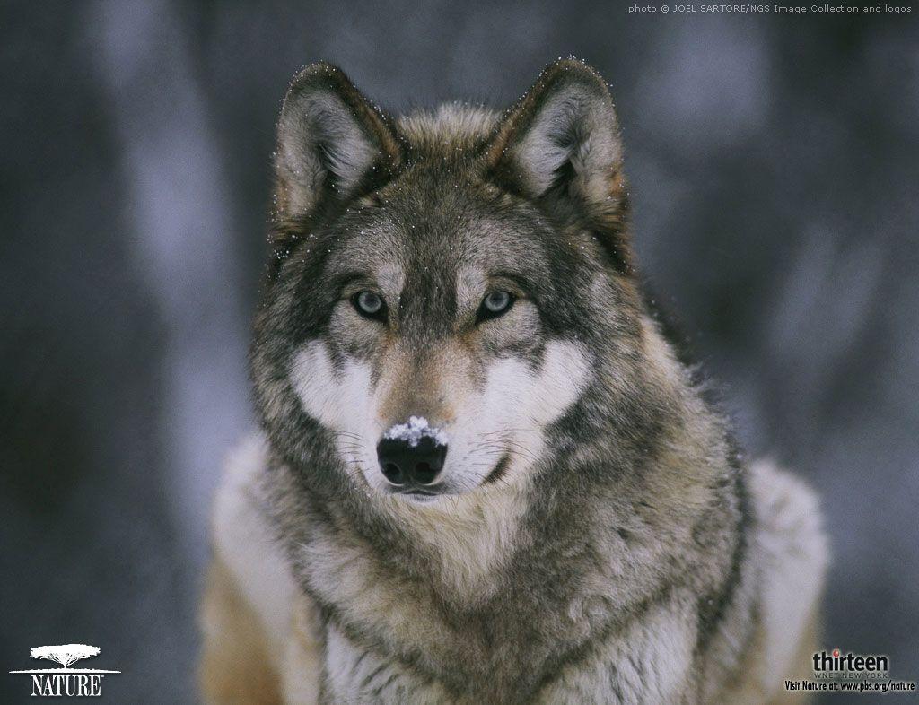 Free Cool Wallpaper: red wolf wallpaper