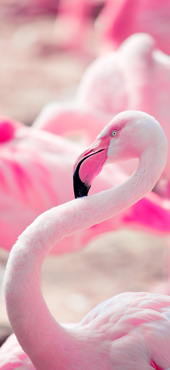 Aesthetic Pink Flamingo Bird 4K Phone