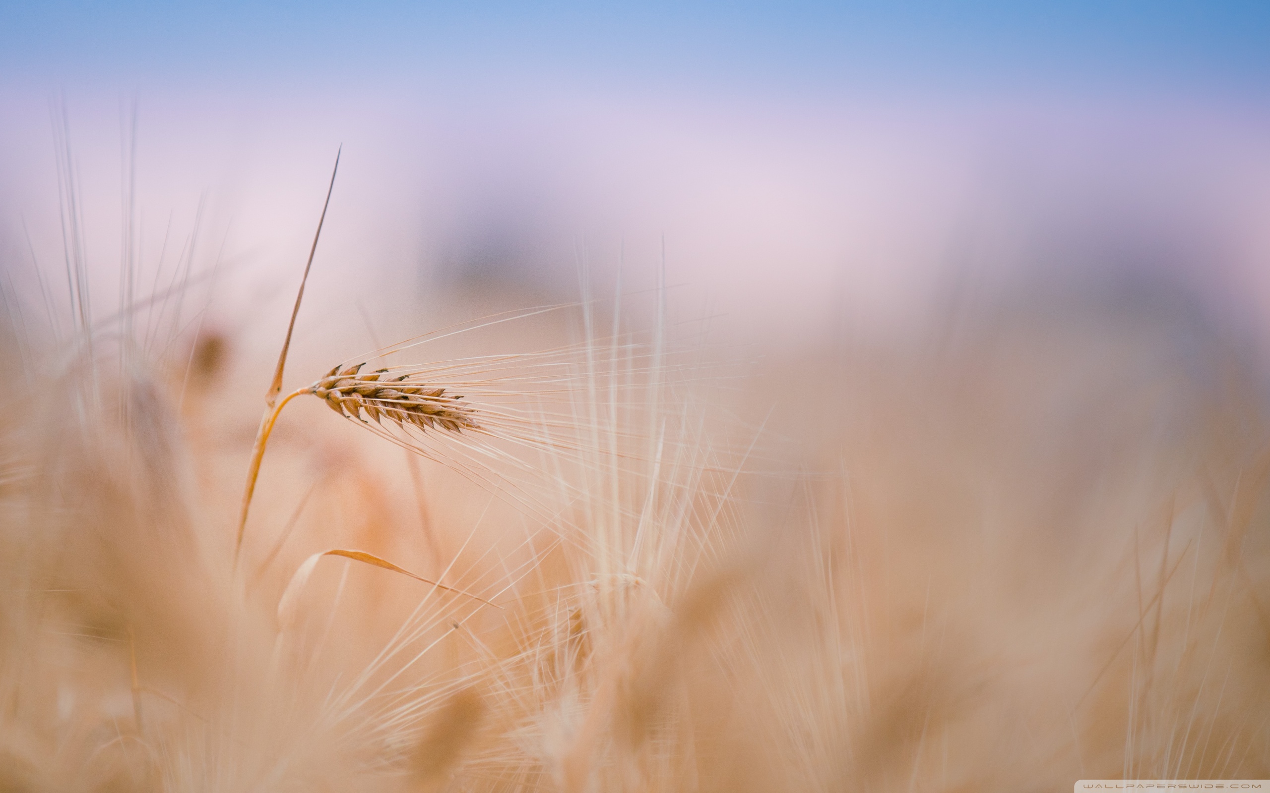 Wheat Spike, Summer Ultra HD Desktop Background Wallpaper for 4K UHD TV, Multi Display, Dual Monitor, Tablet