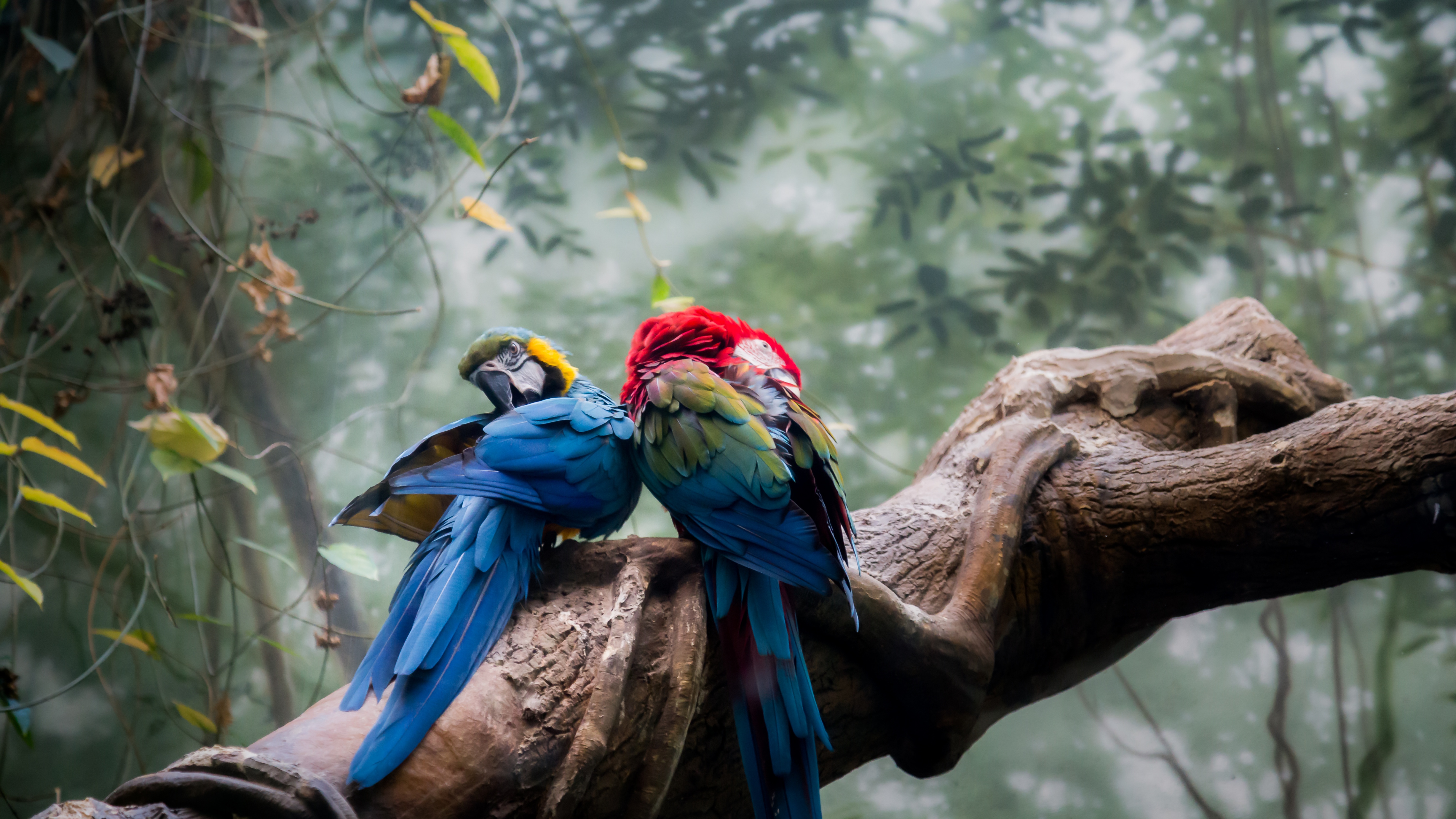 Macaw birds Wallpaper 4K, Bird Couple, Nest, Tree Branch