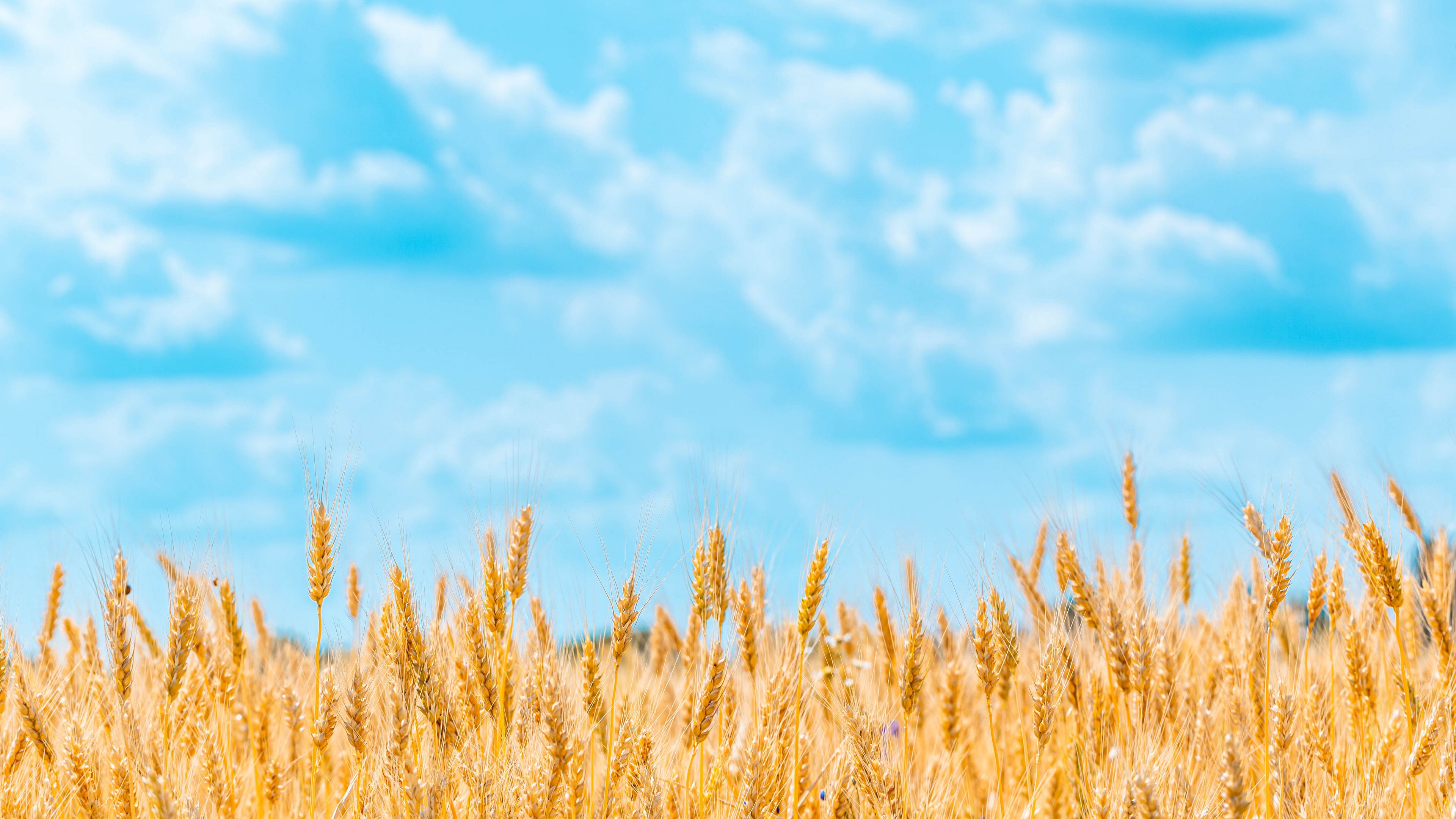 Download wallpaper 3840x2160 field, wheat, spikelets, sky, clouds 4k uhd 16:9 HD background
