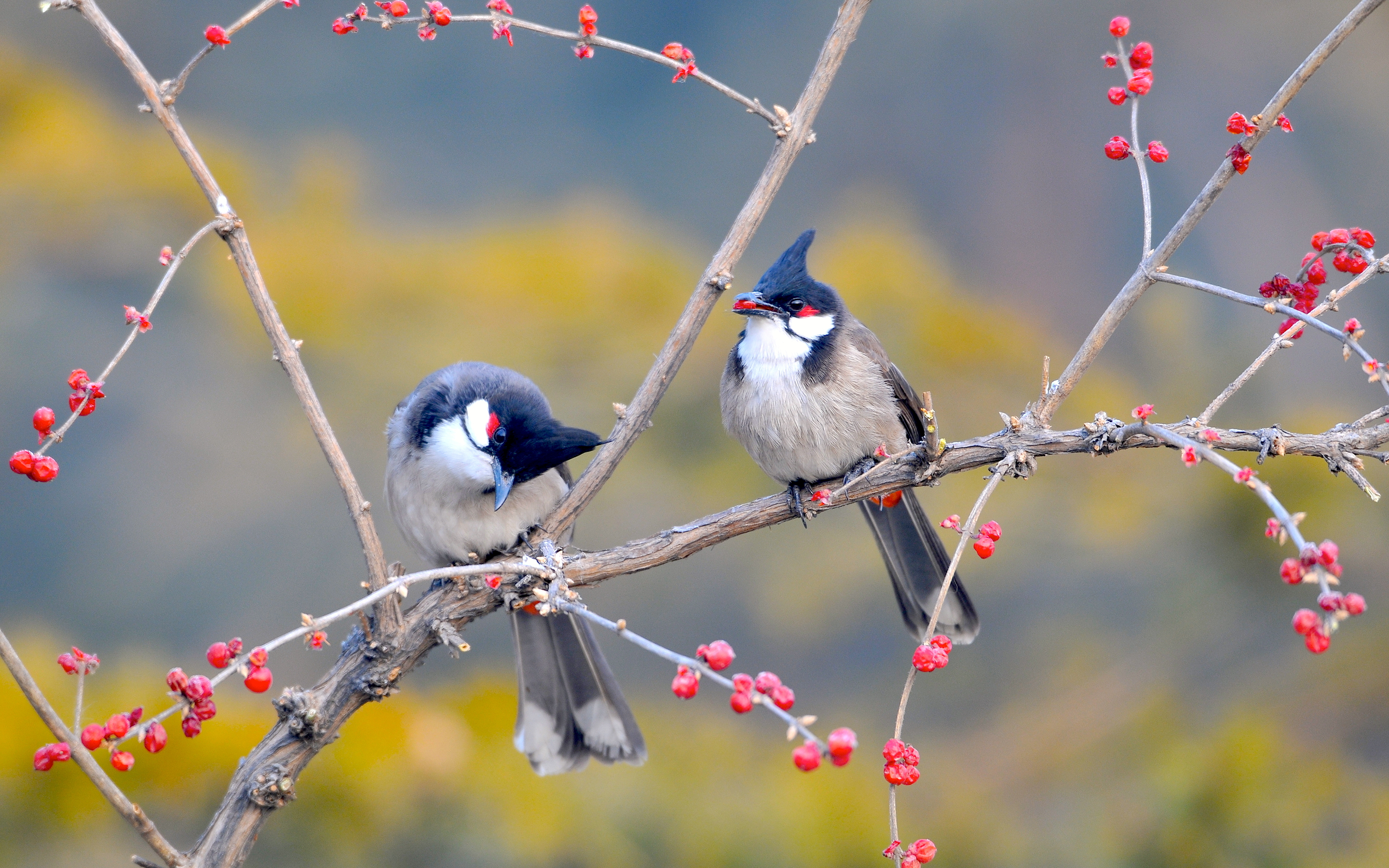 Free download Red whiskered Bulbul Birds Wallpaper HD Wallpaper [2880x1800] for your Desktop, Mobile & Tablet. Explore Red Bird Wallpaper. Blue Bird Wallpaper, Bird Wallpaper, Red Bird in Snow Wallpaper