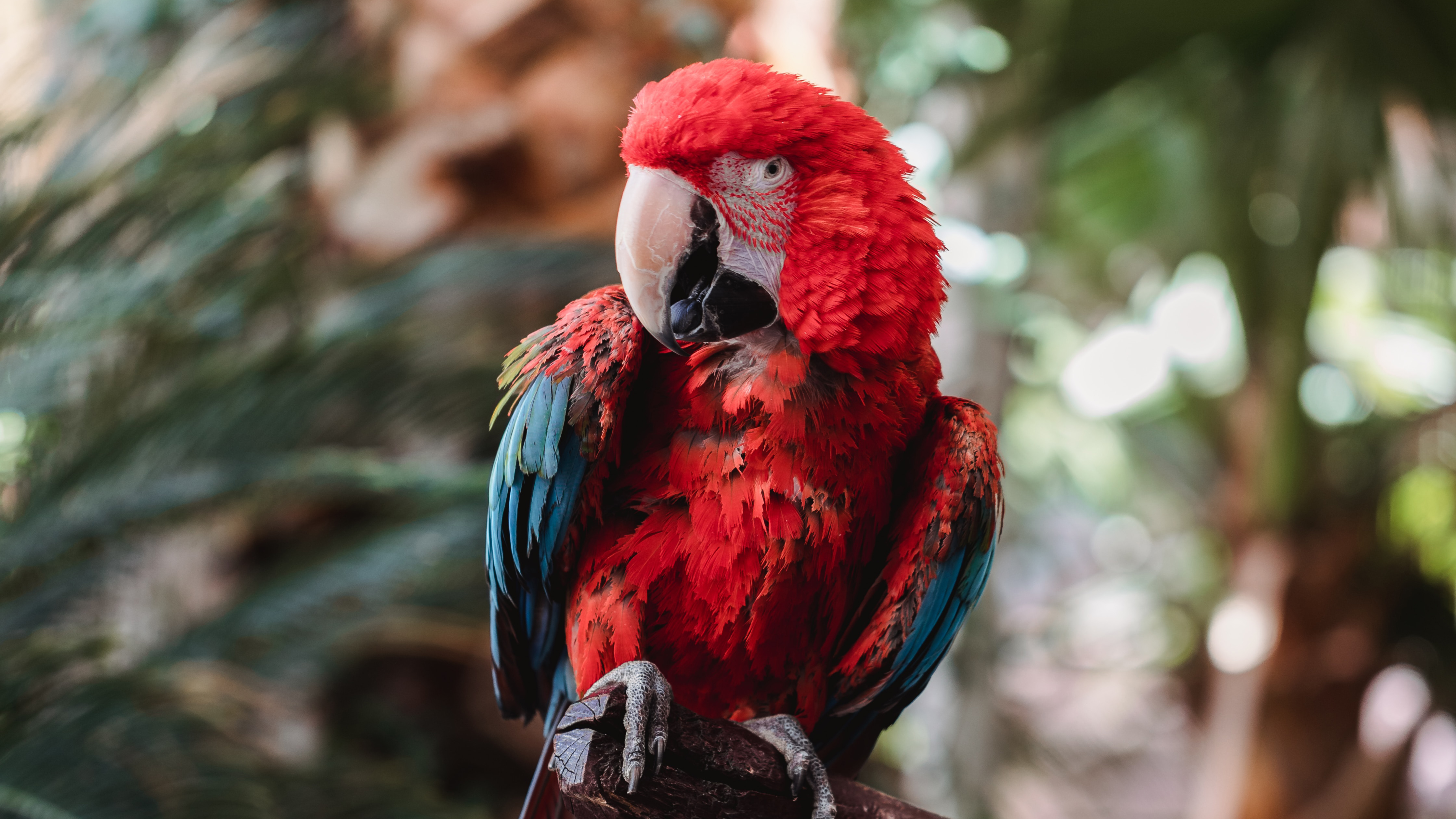 Macaw 4k, HD Birds, 4k Wallpaper, Image, Background, Photo and Picture