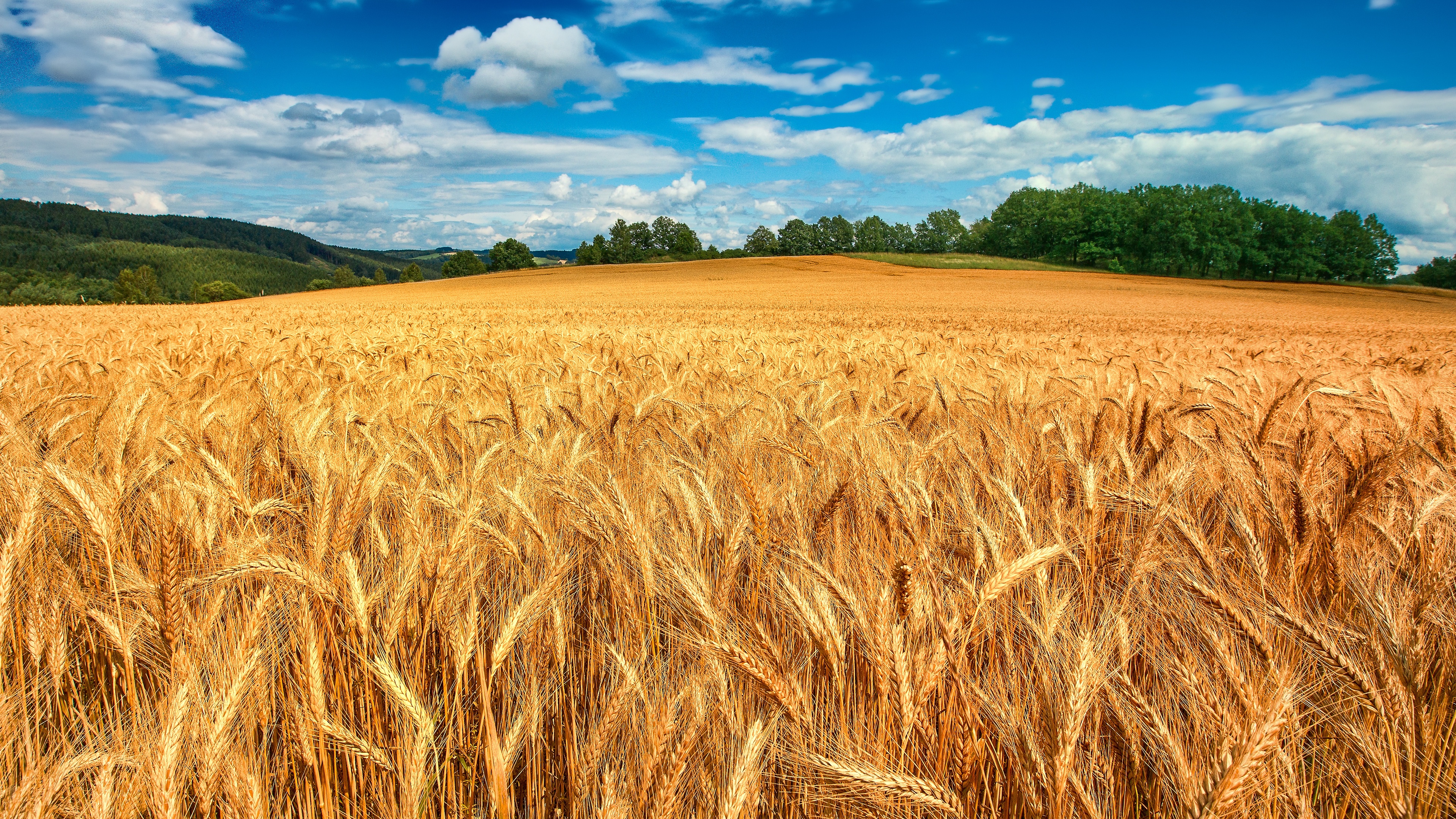 Golden fields Wallpaper 4K, Crop, Landscape, Blue Sky