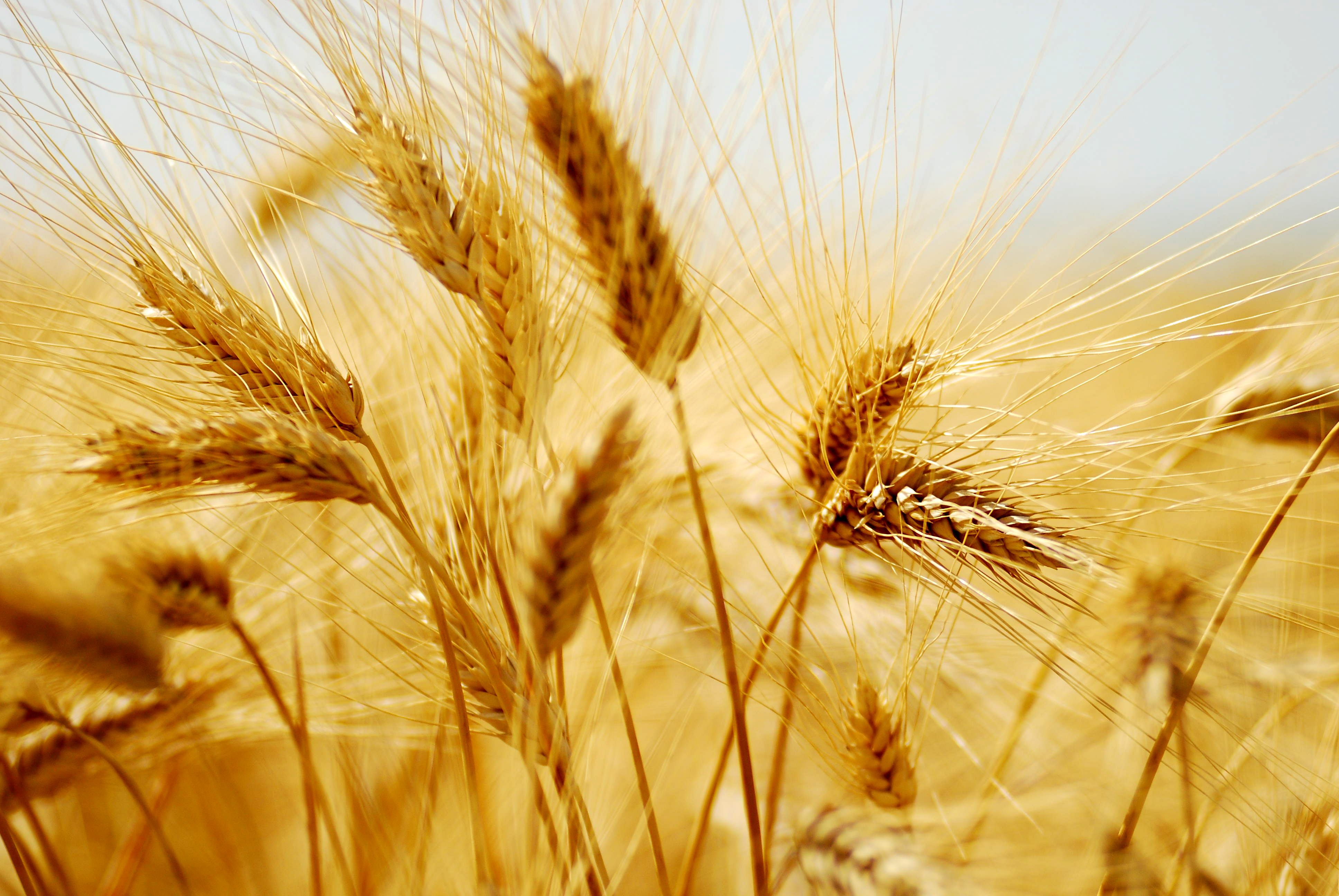 Nature Wheat 4k Ultra HD Wallpaper