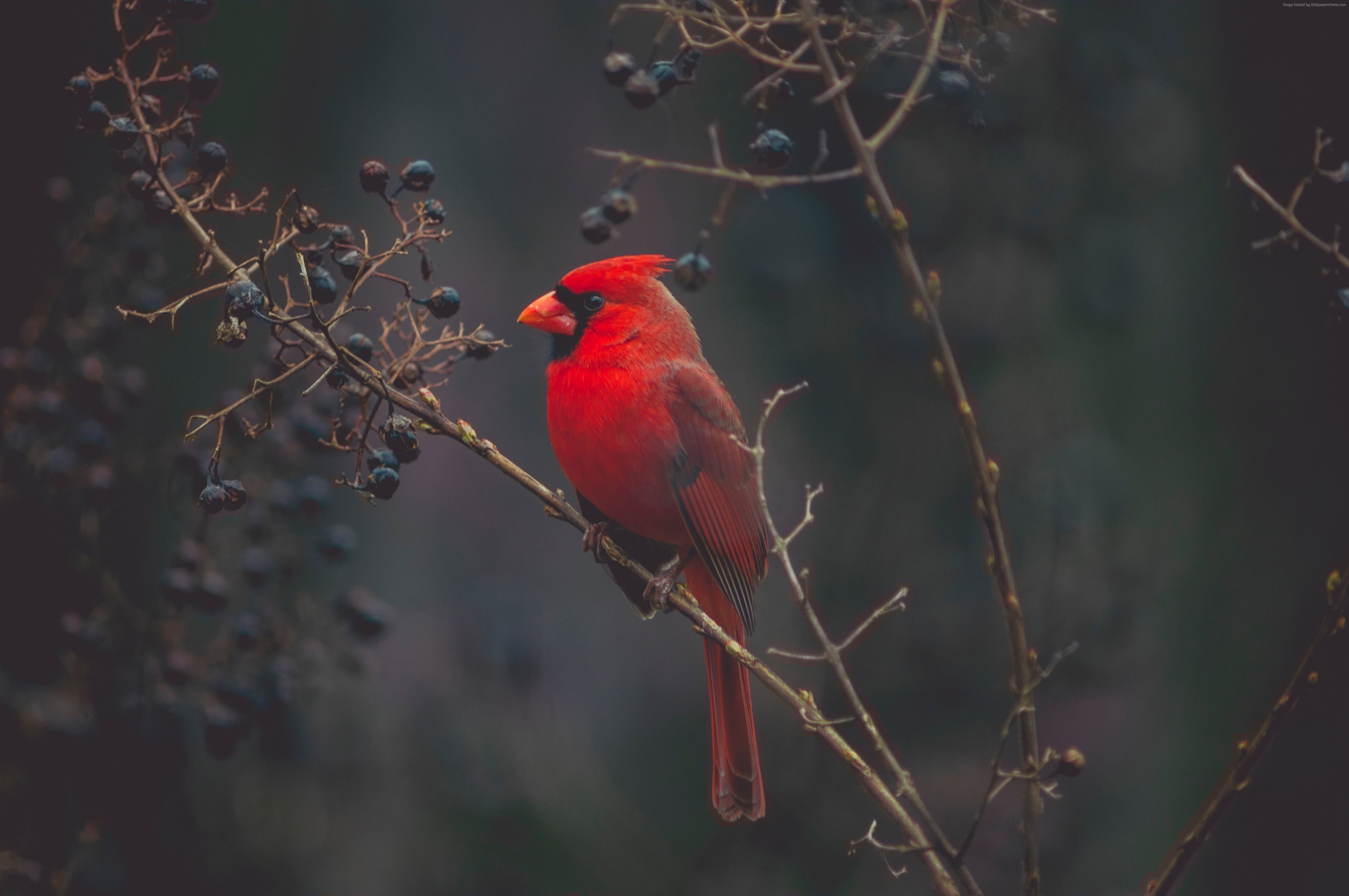 red bird 1080P, 2k, 4k Full HD Wallpaper, Background Free Download