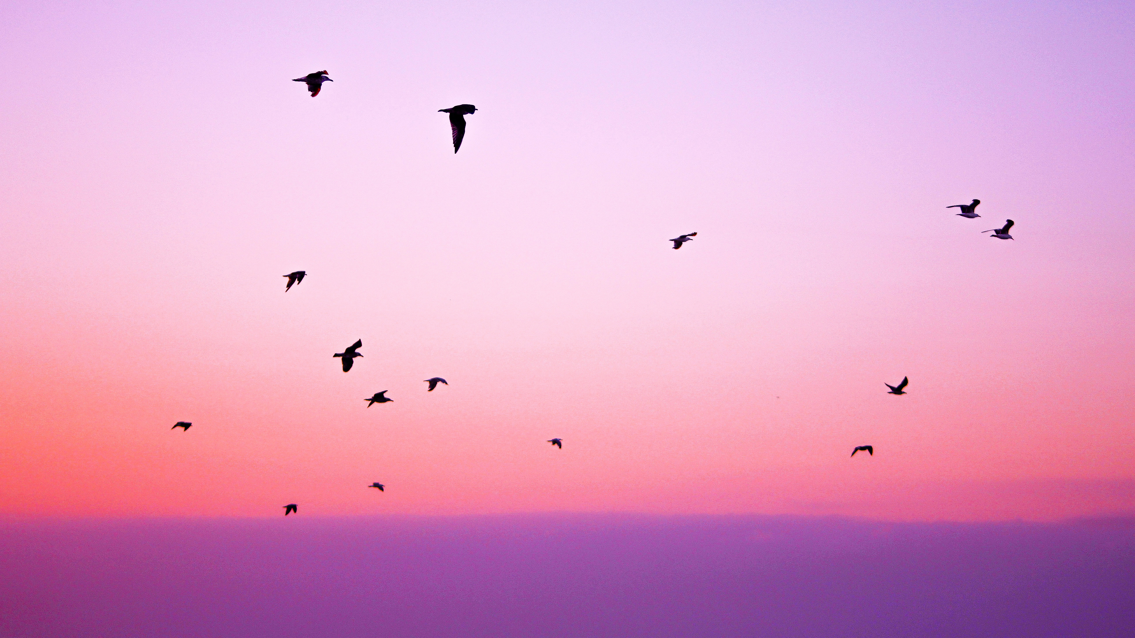 Free Birds Wallpaper 4K