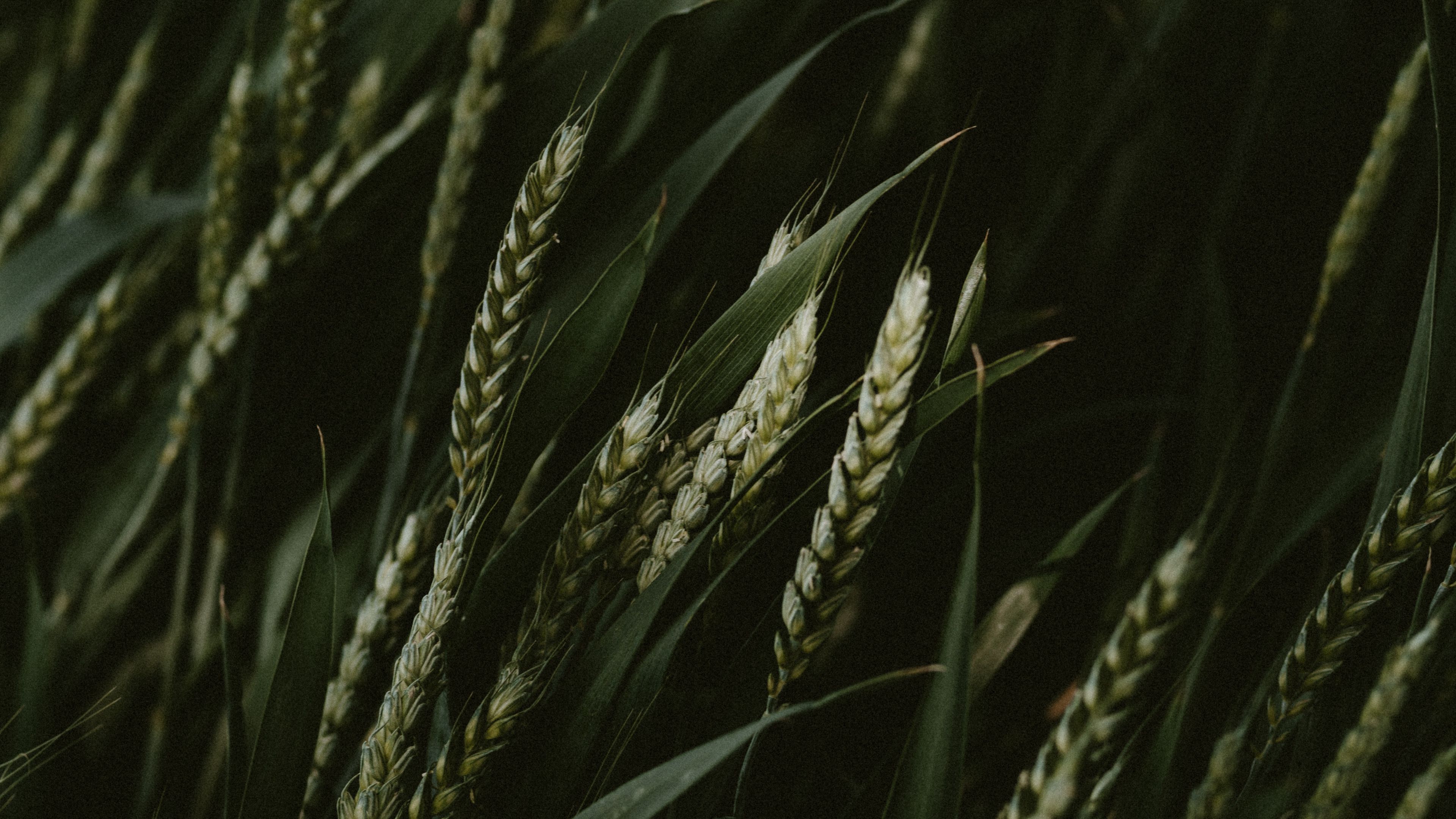 Download wallpaper 3840x2160 wheat, spikelets, cereals, green, dark, plants 4k uhd 16:9 HD background