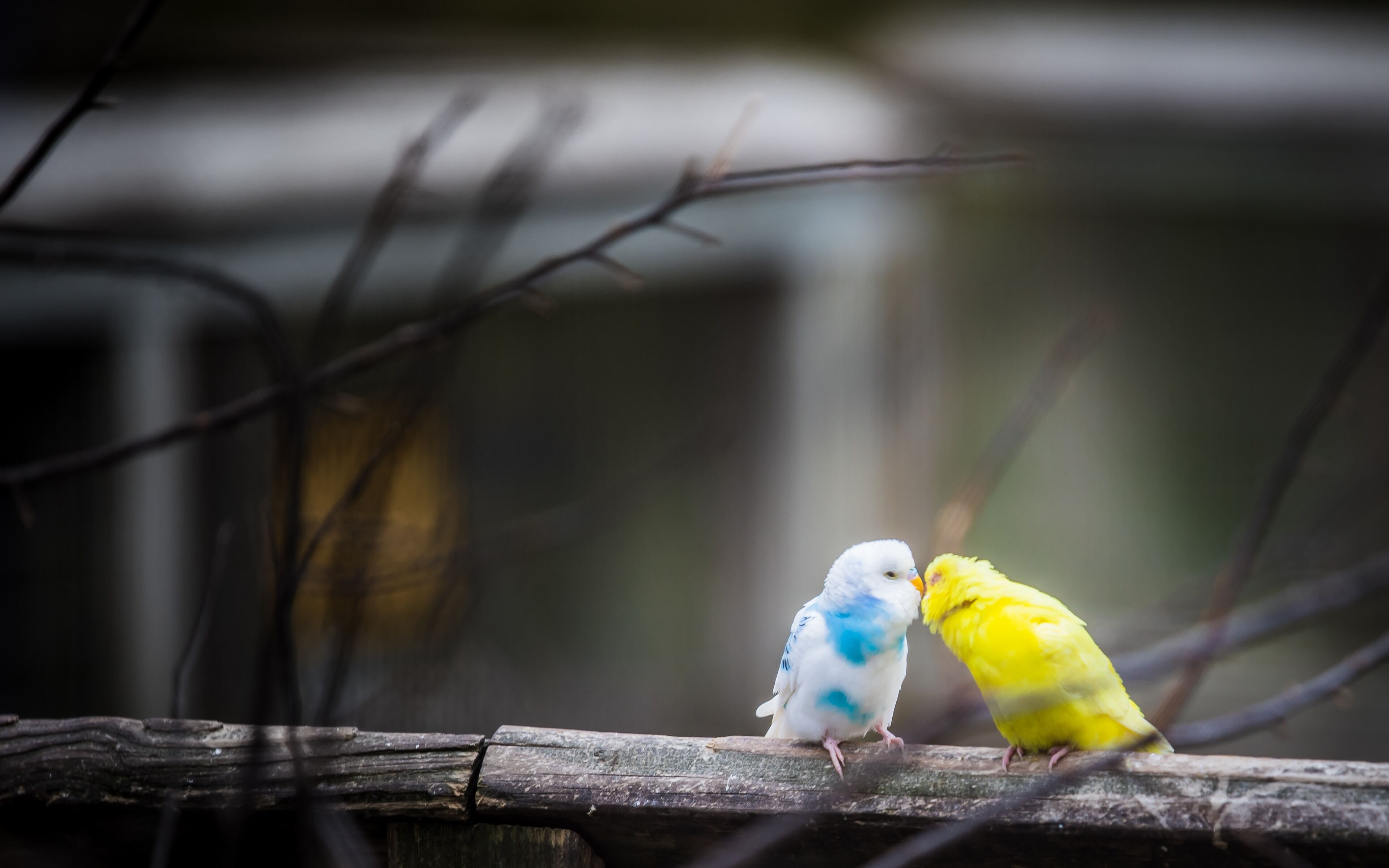 Love Birds 4k 4k HD 4k Wallpaper, Image, Background, Photo and Picture