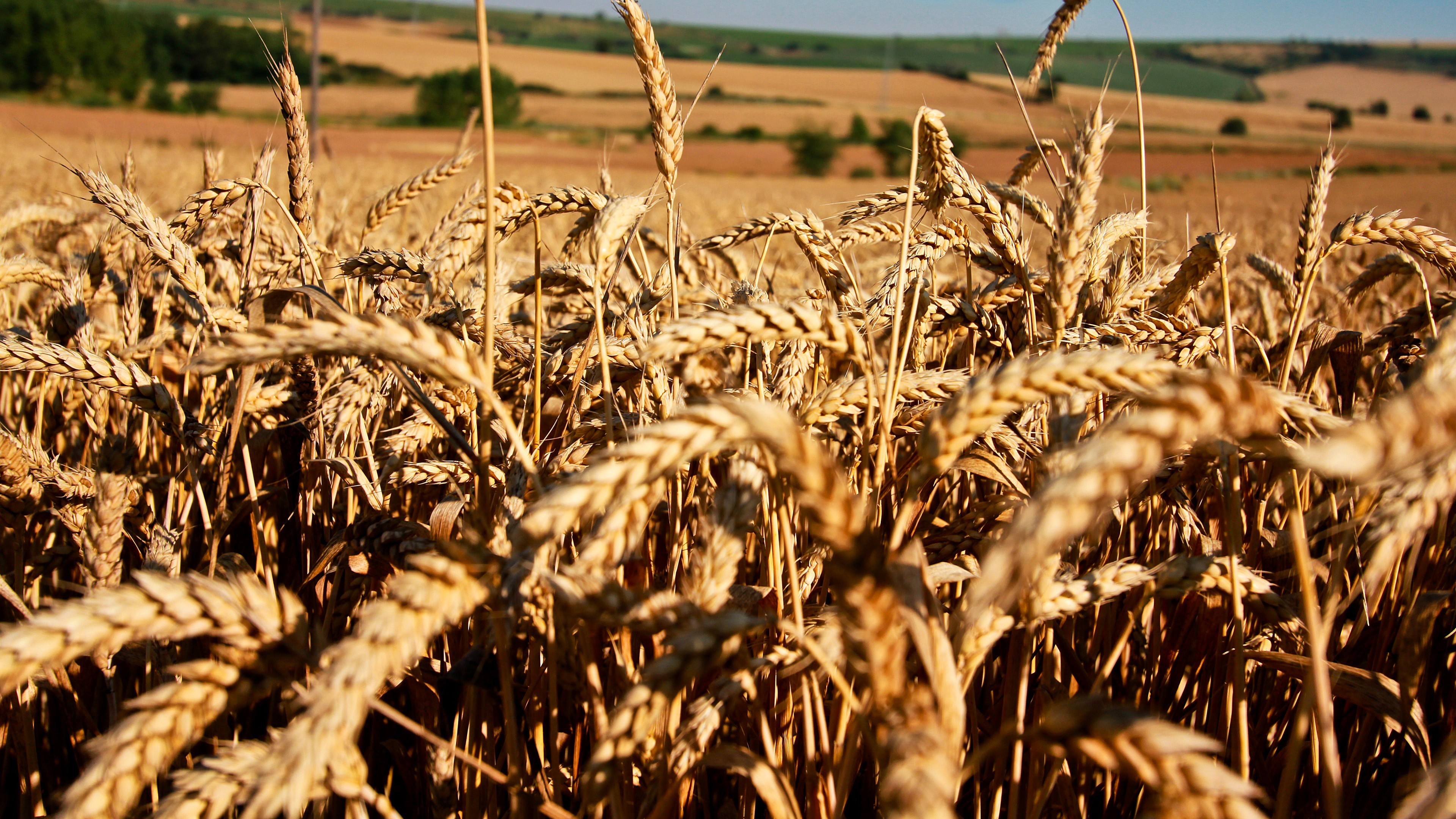 Wallpaper / Meadows, 4K, 4k wallpaper, wheat, field free download