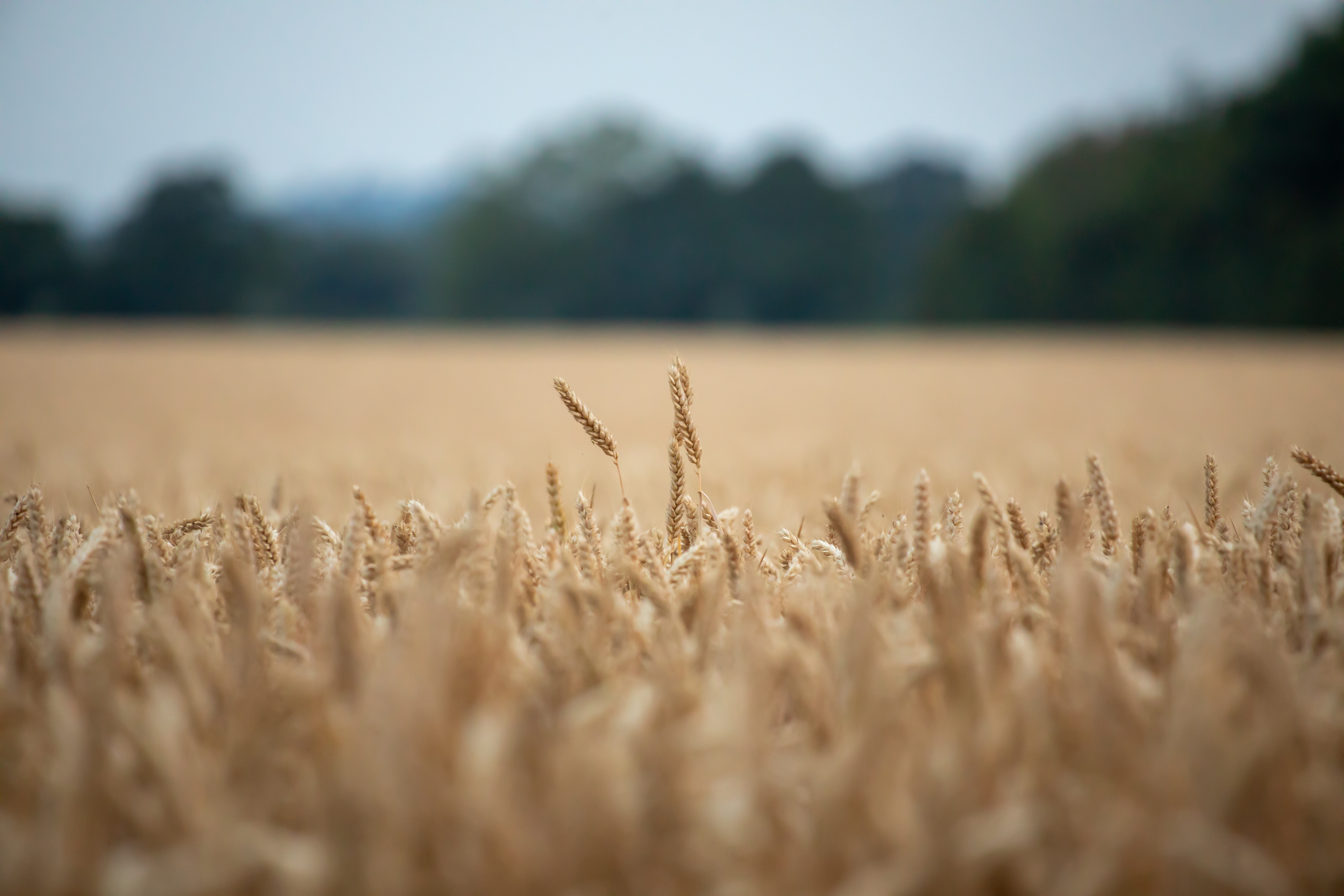 Wheat Field · Free