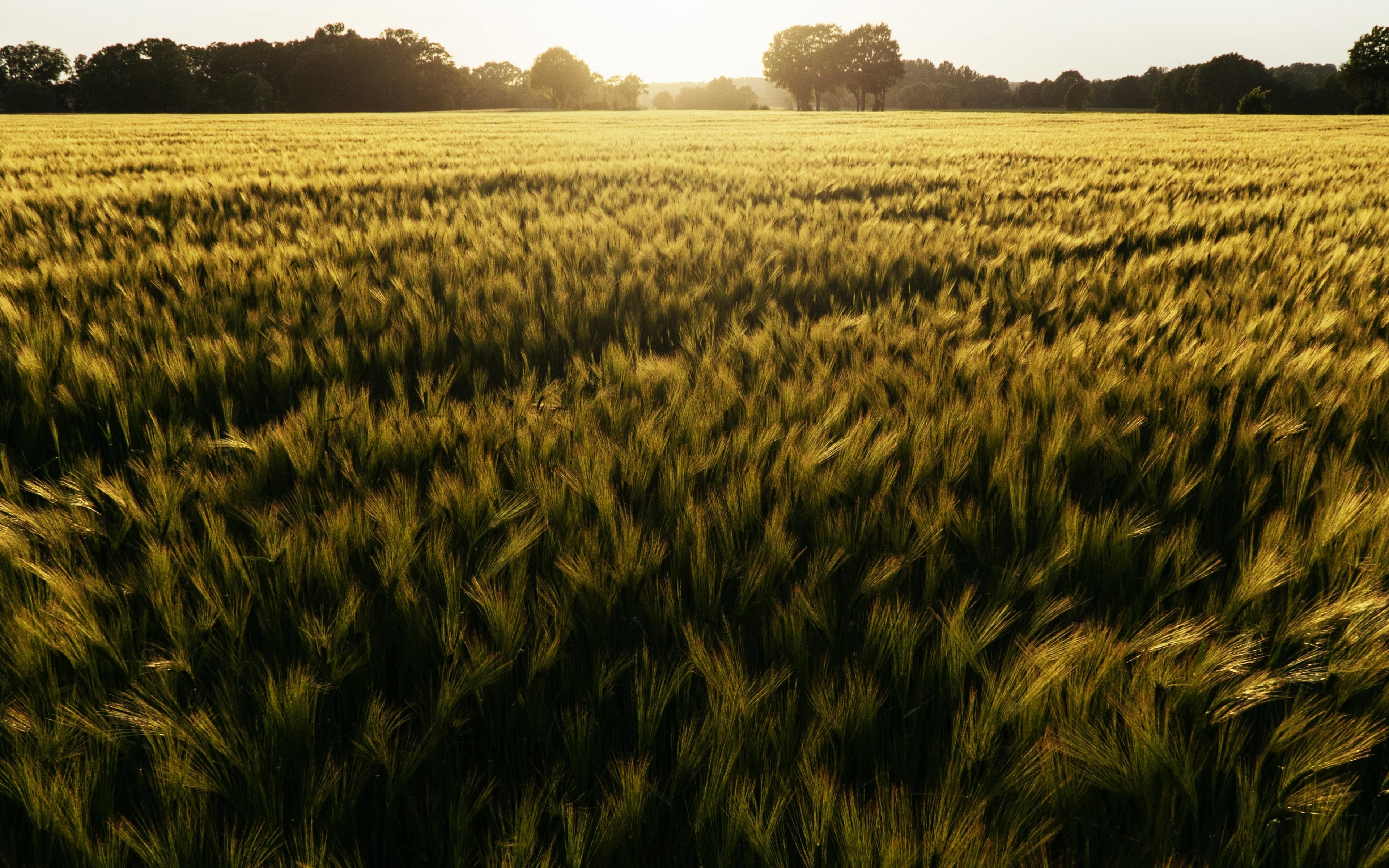 Download wallpaper 3840x2400 wheat field, sunset, green 4k wallaper, 4k ultra HD 16:10 wallpaper, 3840x2400 HD background, 24913