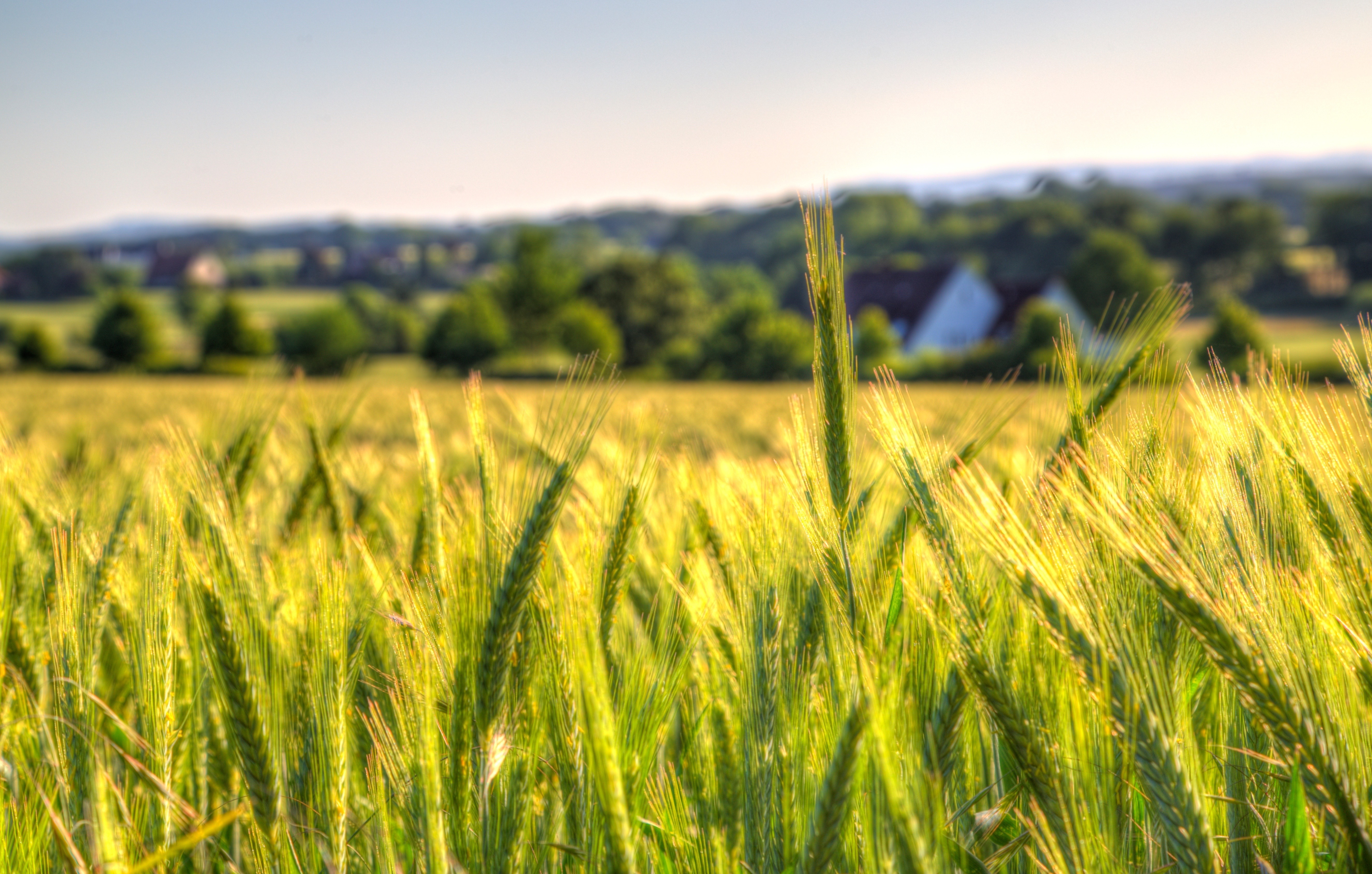 Nature Wheat 4k Ultra HD Wallpaper