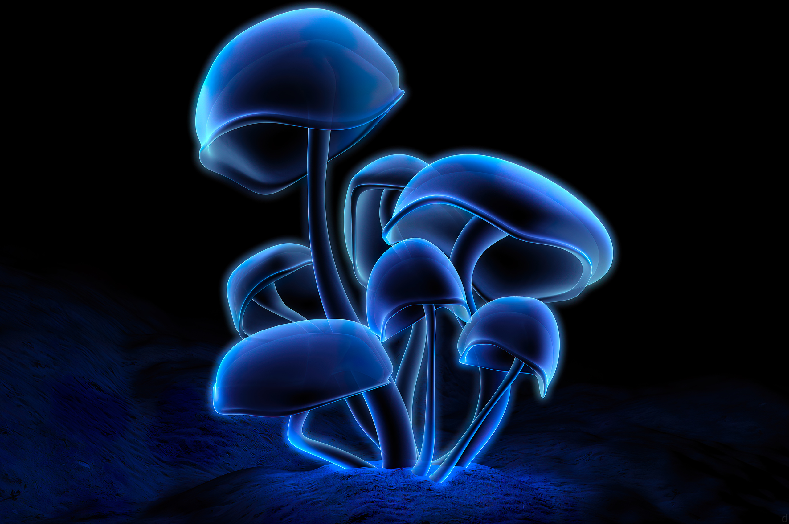 Fluorescence Plants Dark 4k Chromebook Pixel HD 4k Wallpaper, Image, Background, Photo and Picture