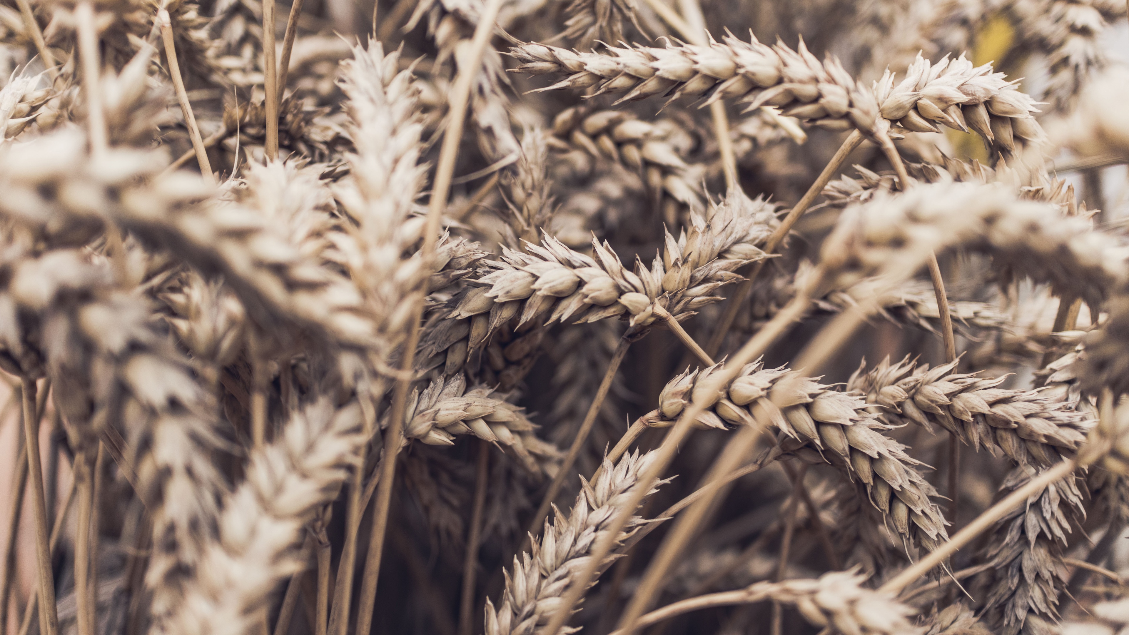 Wallpaper Ripe wheat, spikelets 3840x2160 UHD 4K Picture, Image