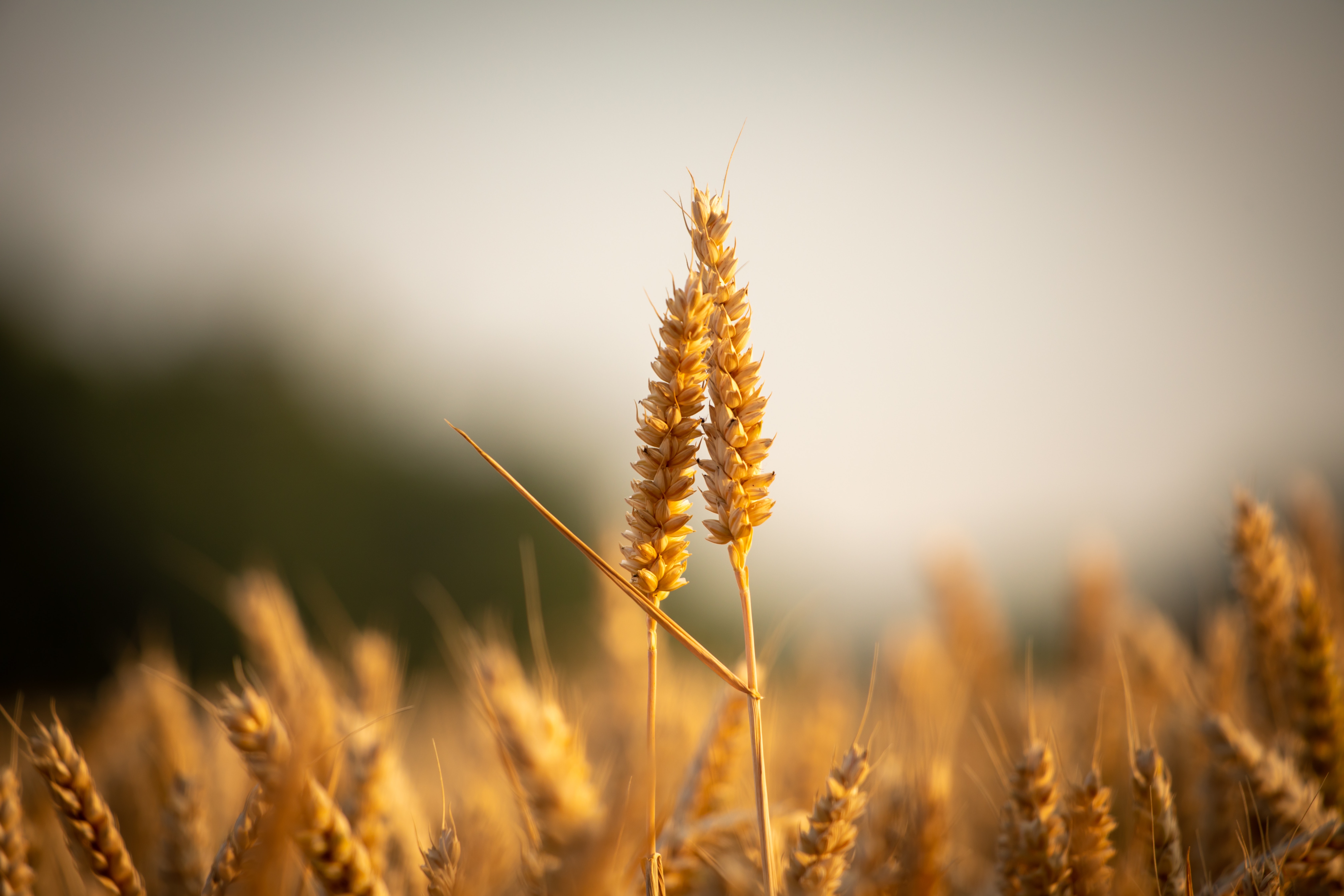 Wheat Field · Free