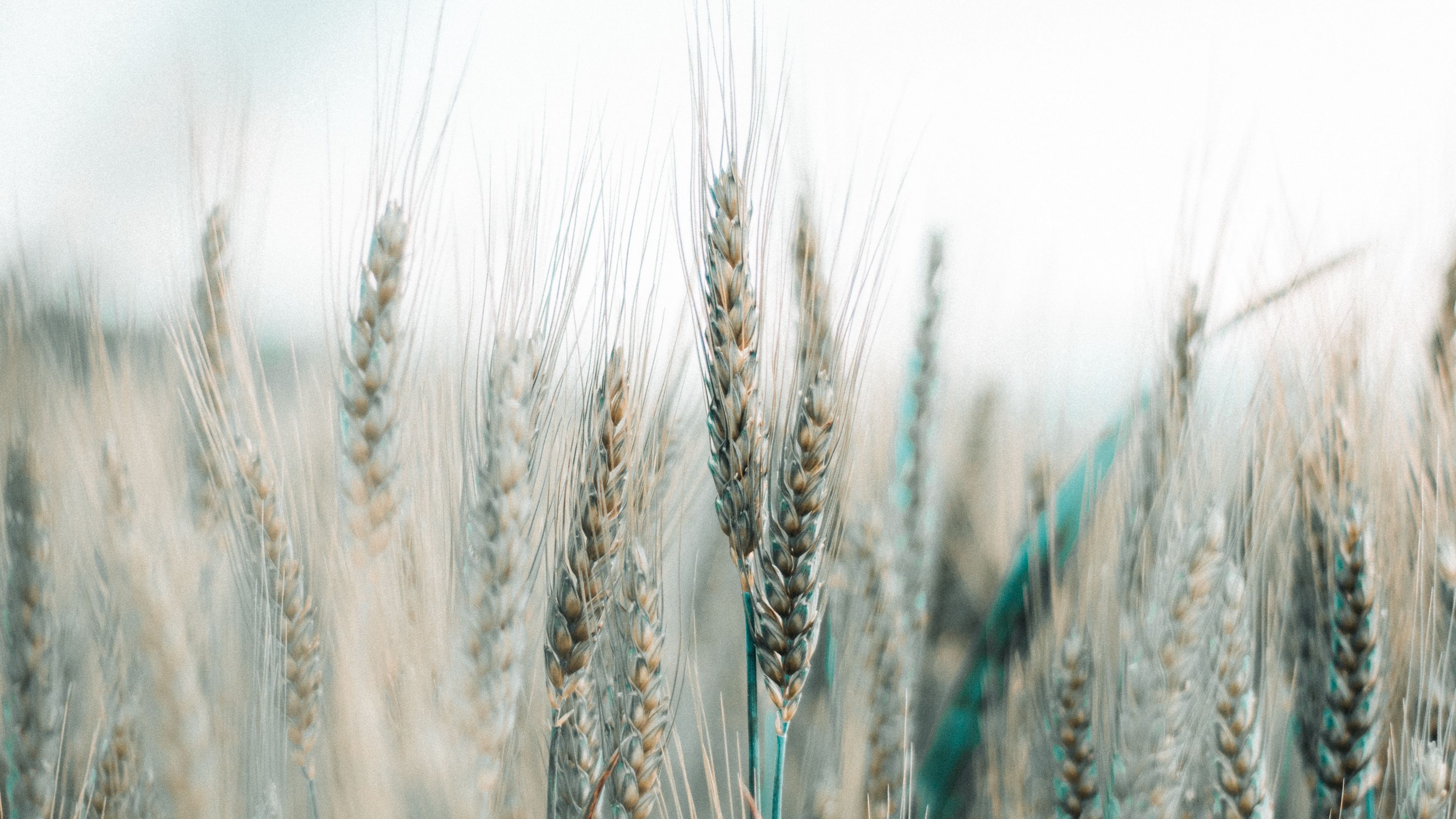 Download wallpaper 3840x2160 spikelets, wheat, field, grains, cereals 4k uhd 16:9 HD background