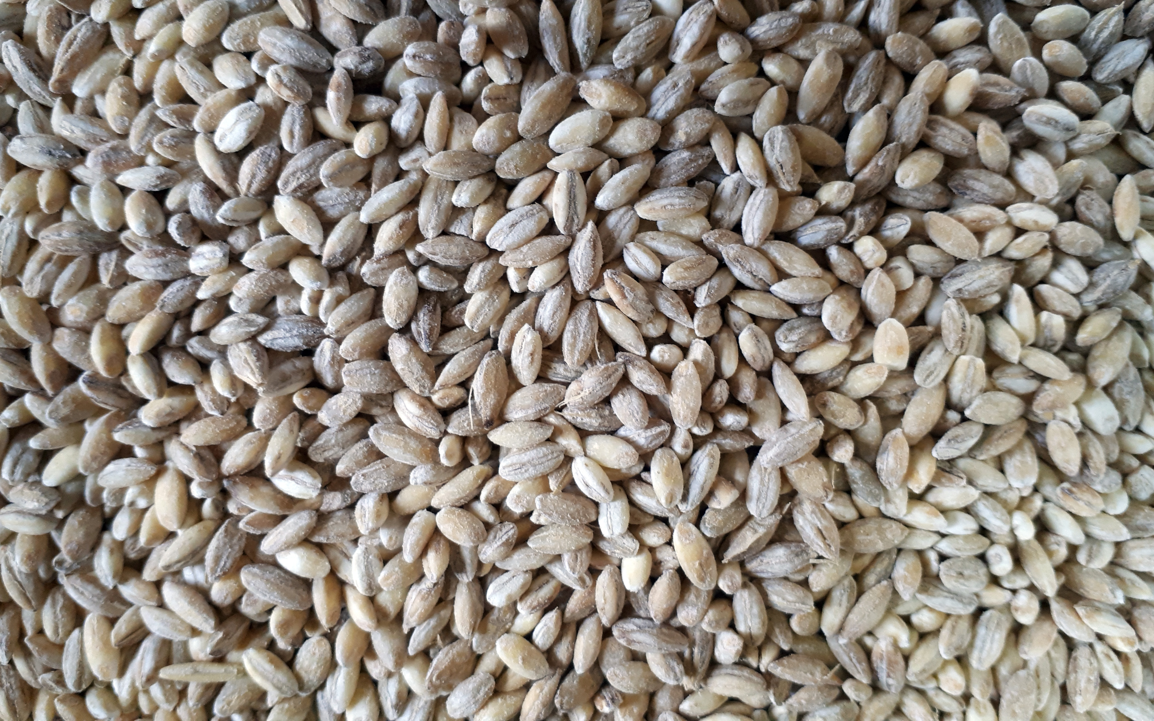 Download wallpaper wheat grains, 4k, wheat textures, cereals, food textures, macro, groats textures, wheat background for desktop with resolution 3840x2400. High Quality HD picture wallpaper