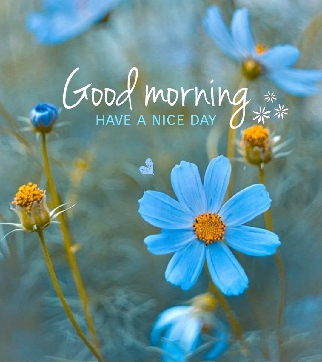 Good morning, have a nice day. Good morning flowers picture, Good morning beautiful gif, Beautiful morning messages
