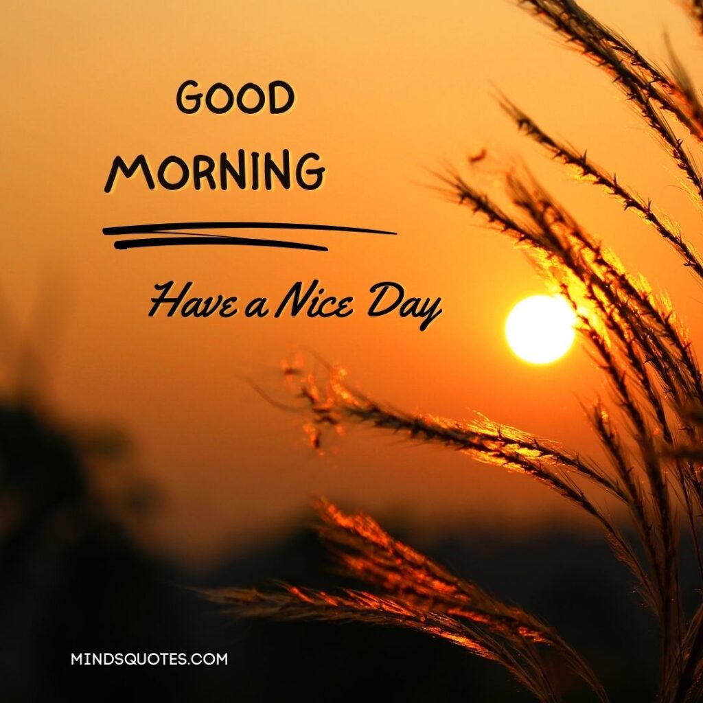 Astonishing Collection of Full 4K Good Morning Image Beautifully Pleasant Good Morning Image