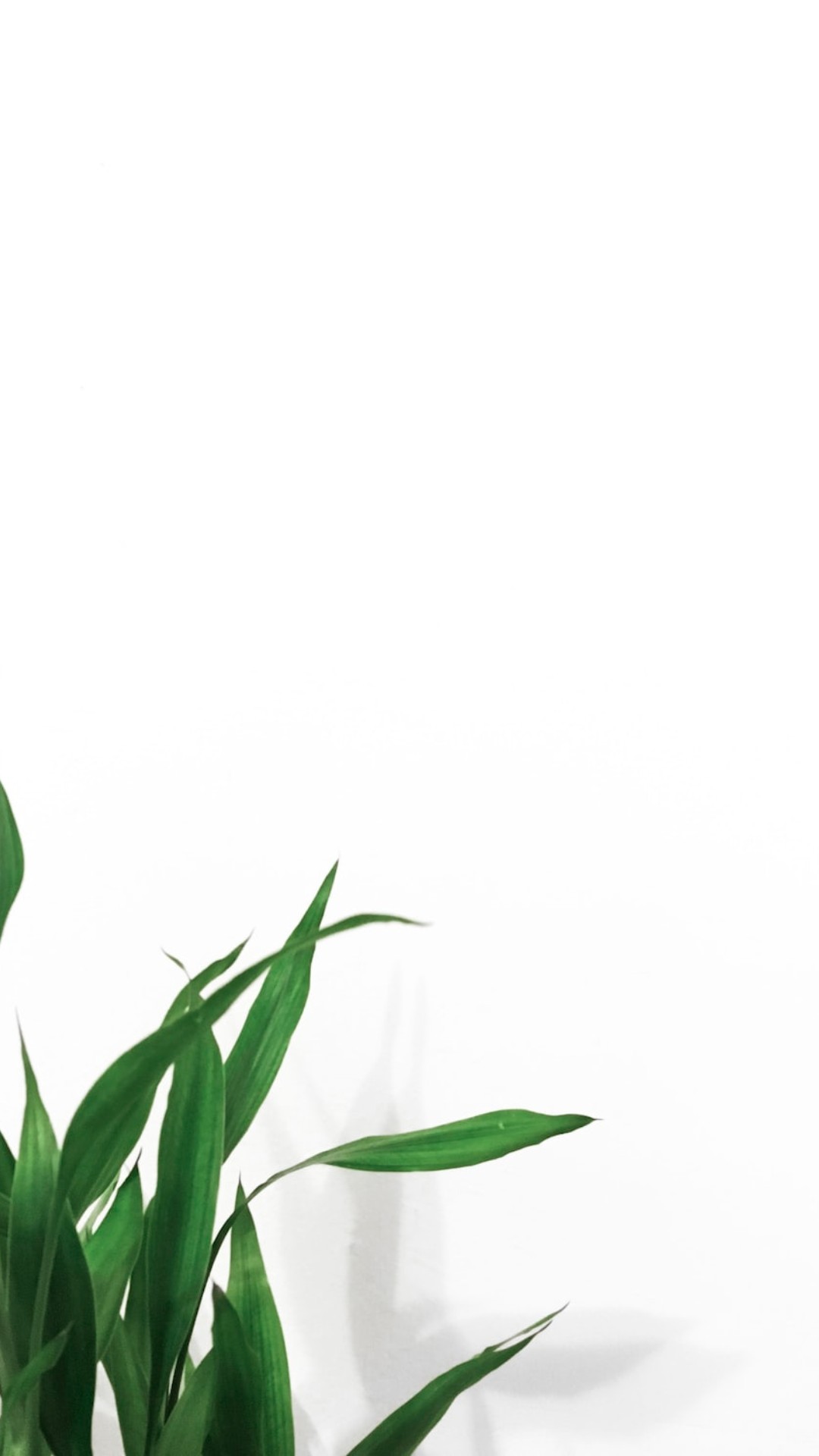 Best White Aesthetic iPhone Wallpaper Download