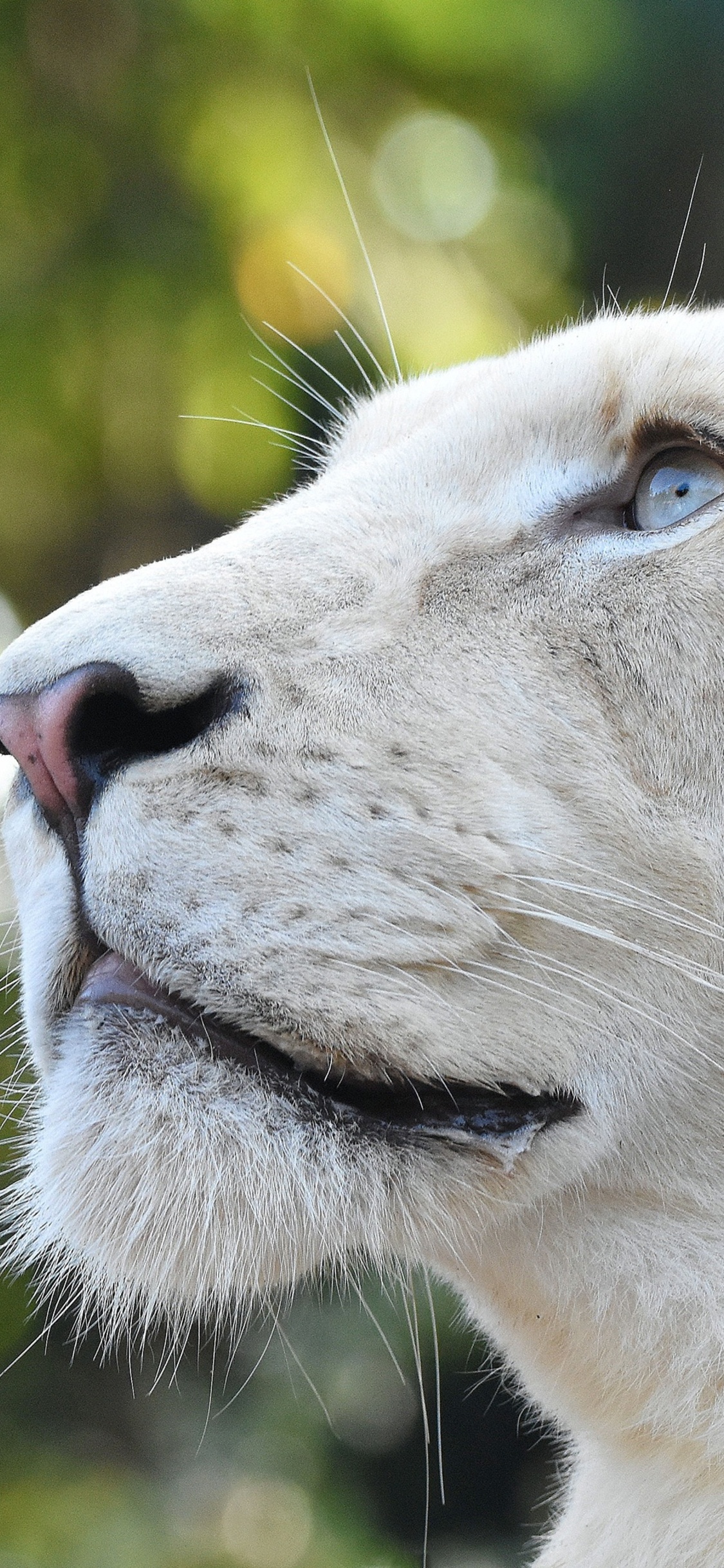 White Lion Head 4k iPhone XS, iPhone 10, iPhone X HD 4k Wallpaper, Image, Background, Photo and Picture