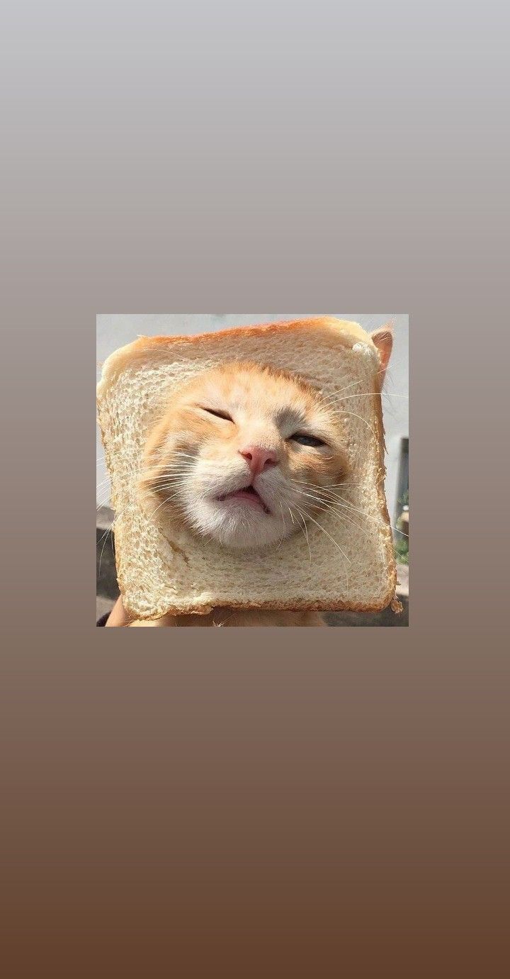 Bread Cat -} Wallpaper. Очаровательные котята, Милые котики, Котята