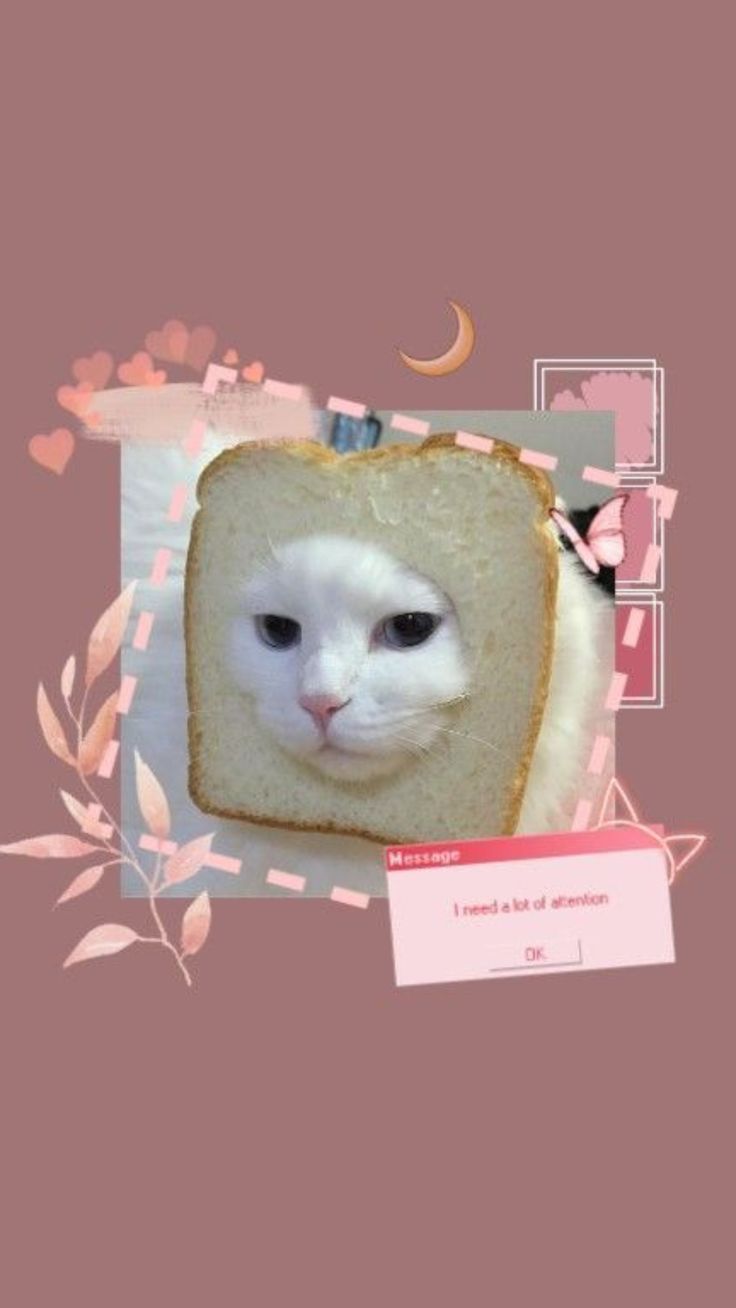 Cat Bread(Breed). Cute Cat Aesthetic Wallpaper. Cat aesthetic, Cat wallpaper, Cute cat