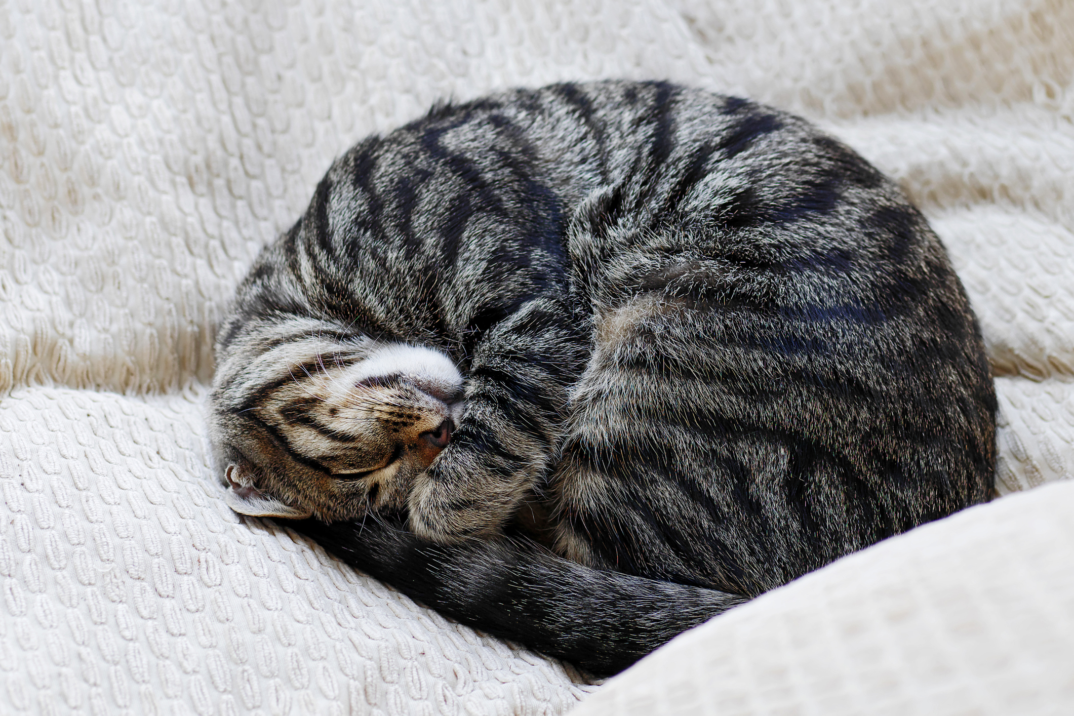 What Cat Sleeping Positions Really Mean