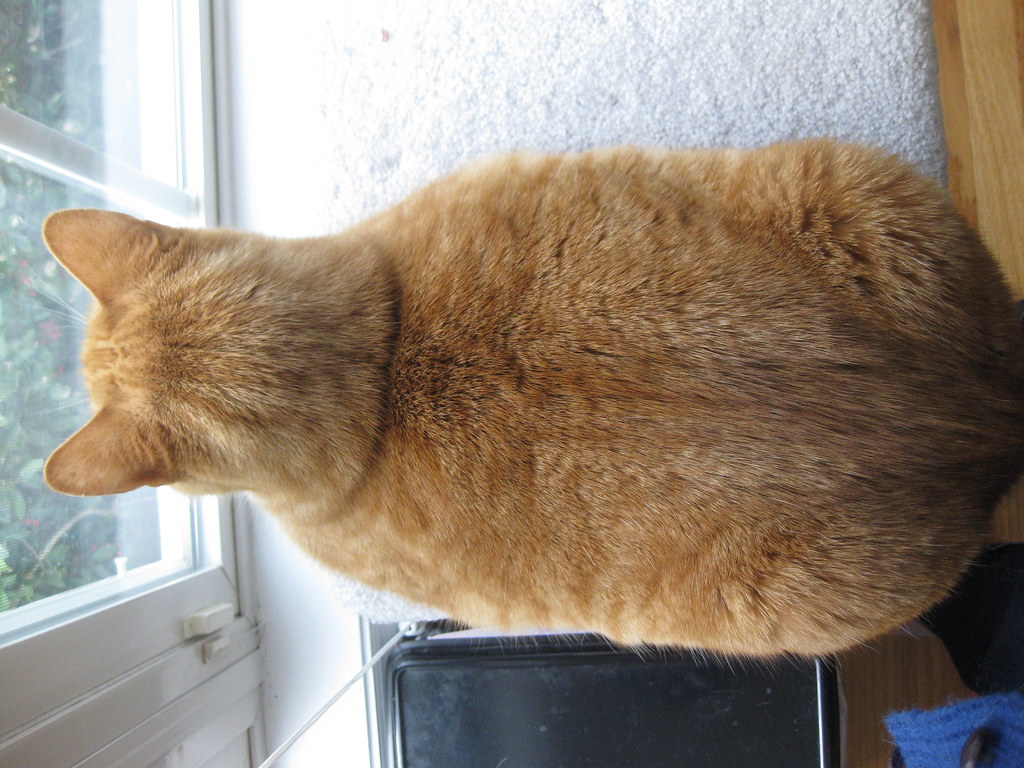 Overhead Cat Loaf View