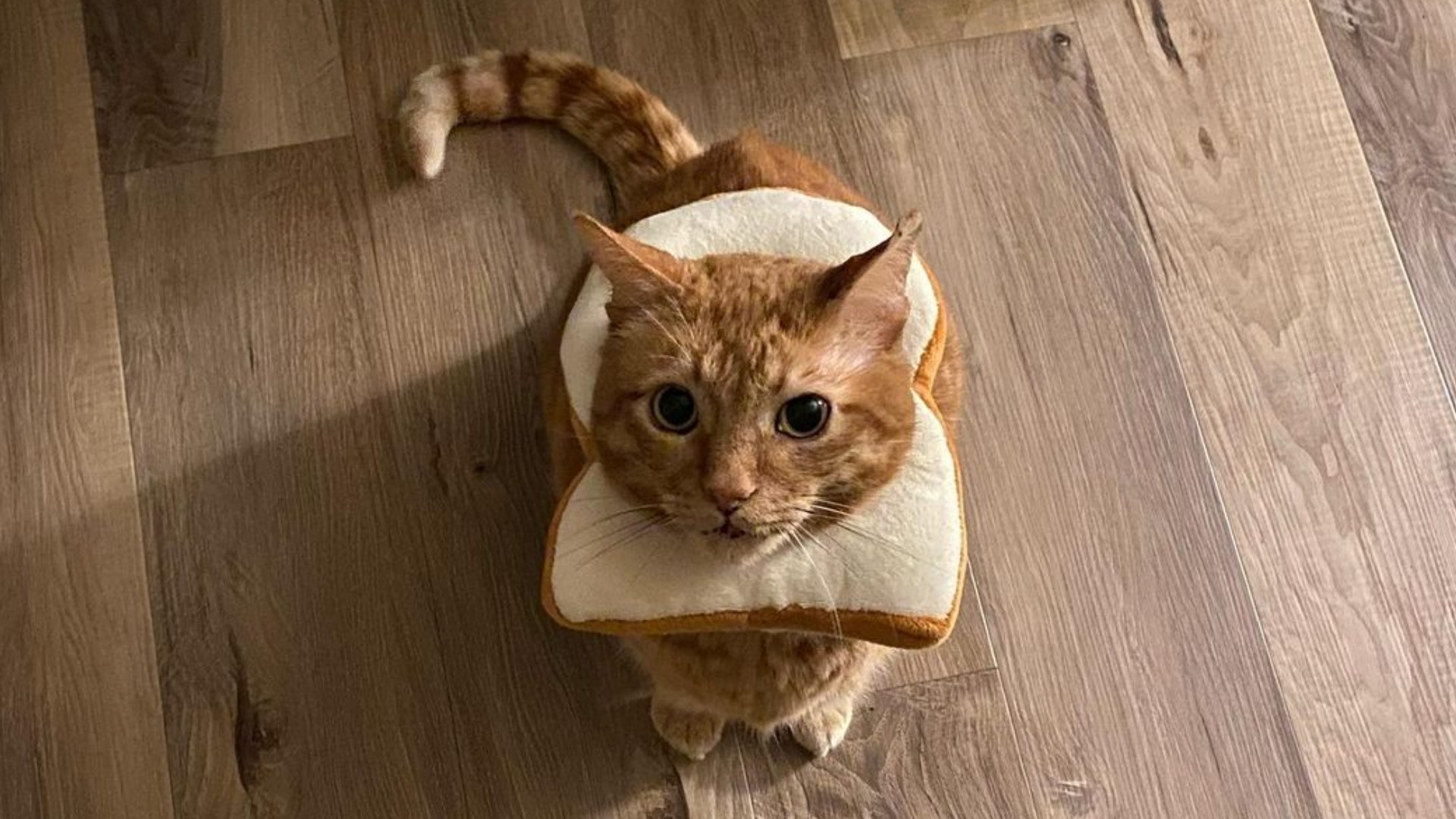 A Seattle cat is getting lifesaving help from fans around the world